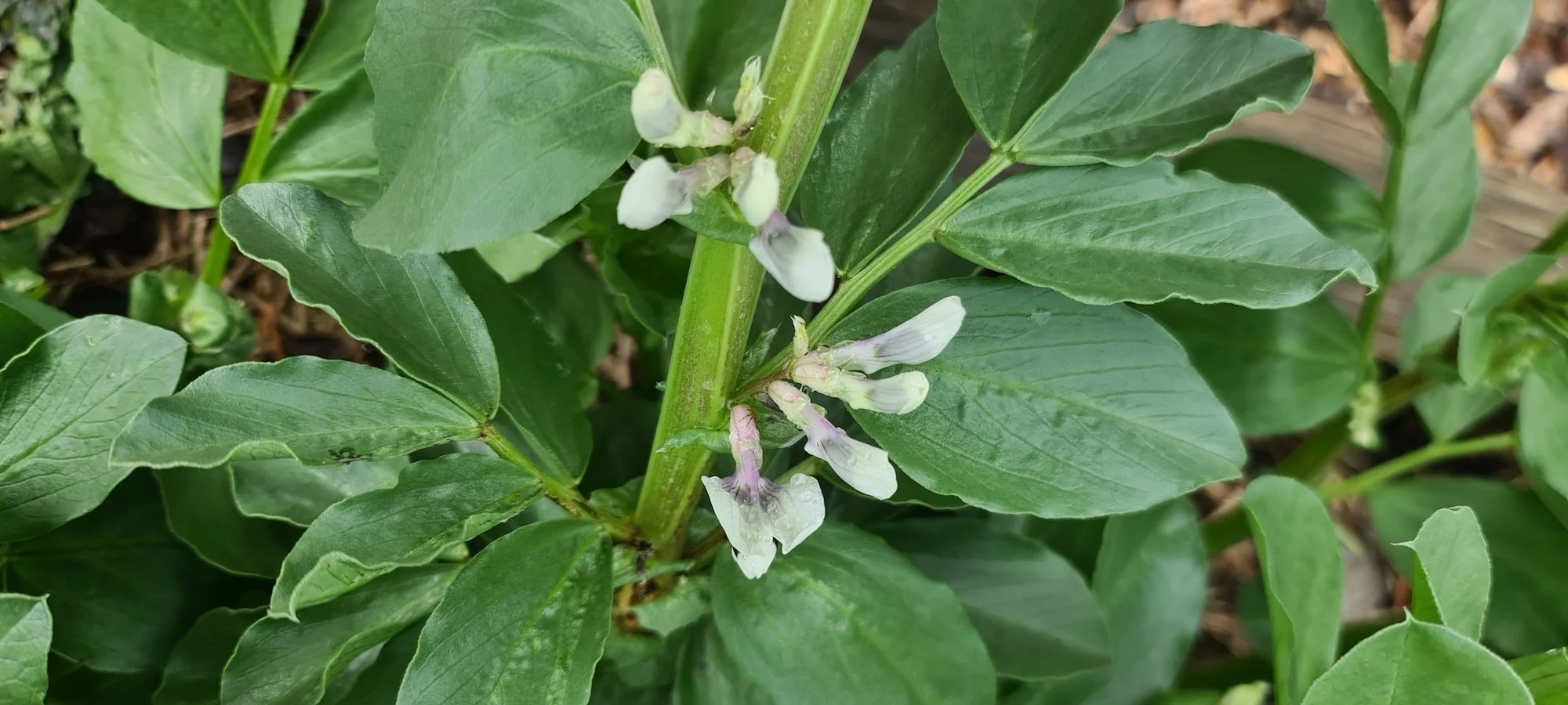 Garden Update - September