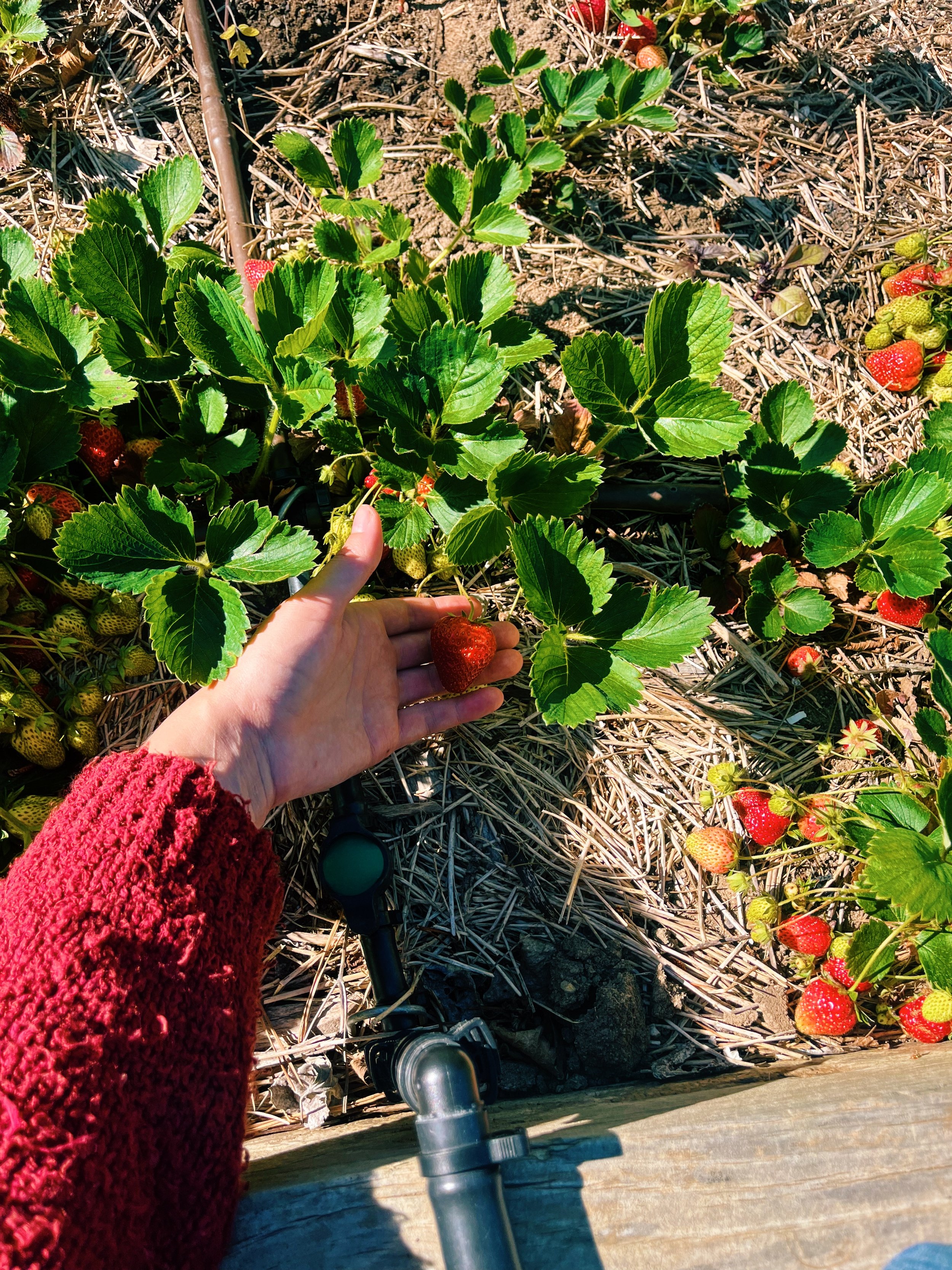 IMG_8498_VSCO (1).JPEG