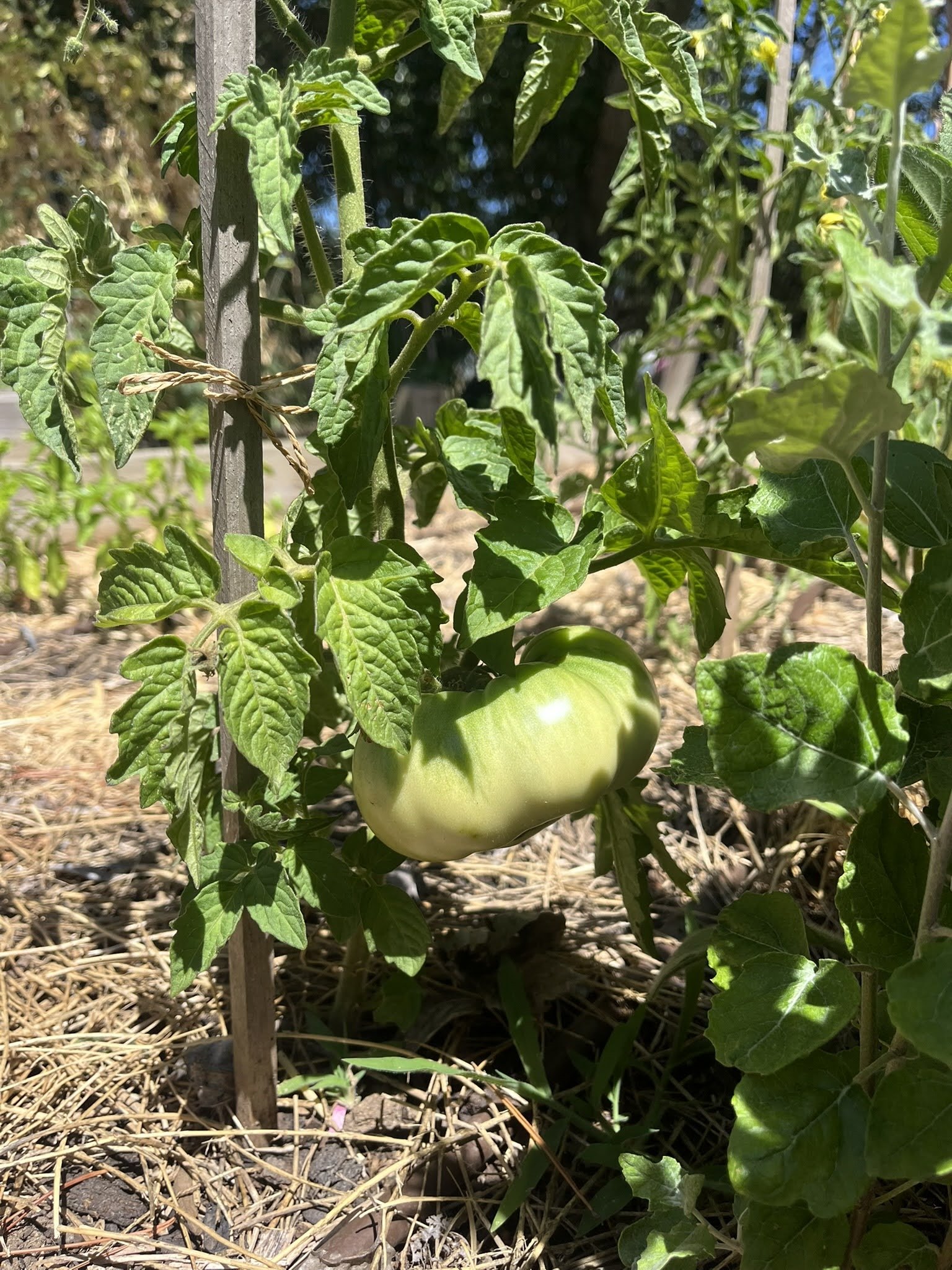 Garden Update - January