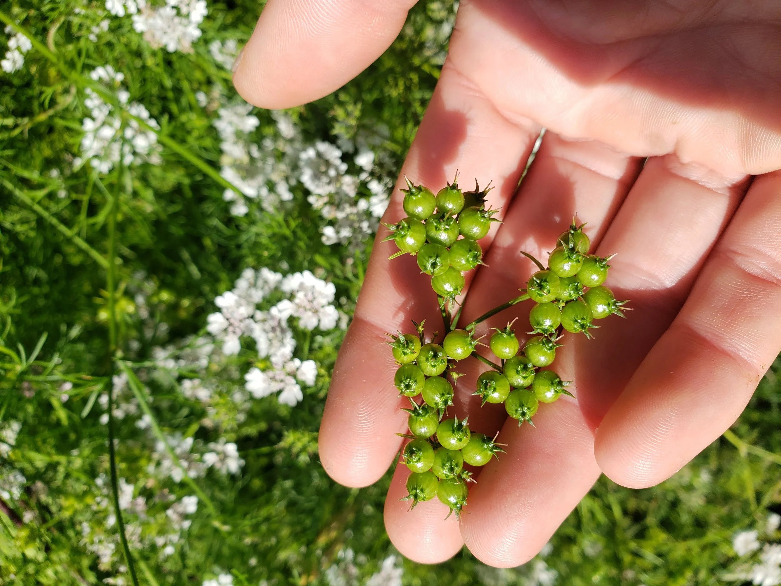 GROWING HERBS &amp; VEGGIES FROM SEED