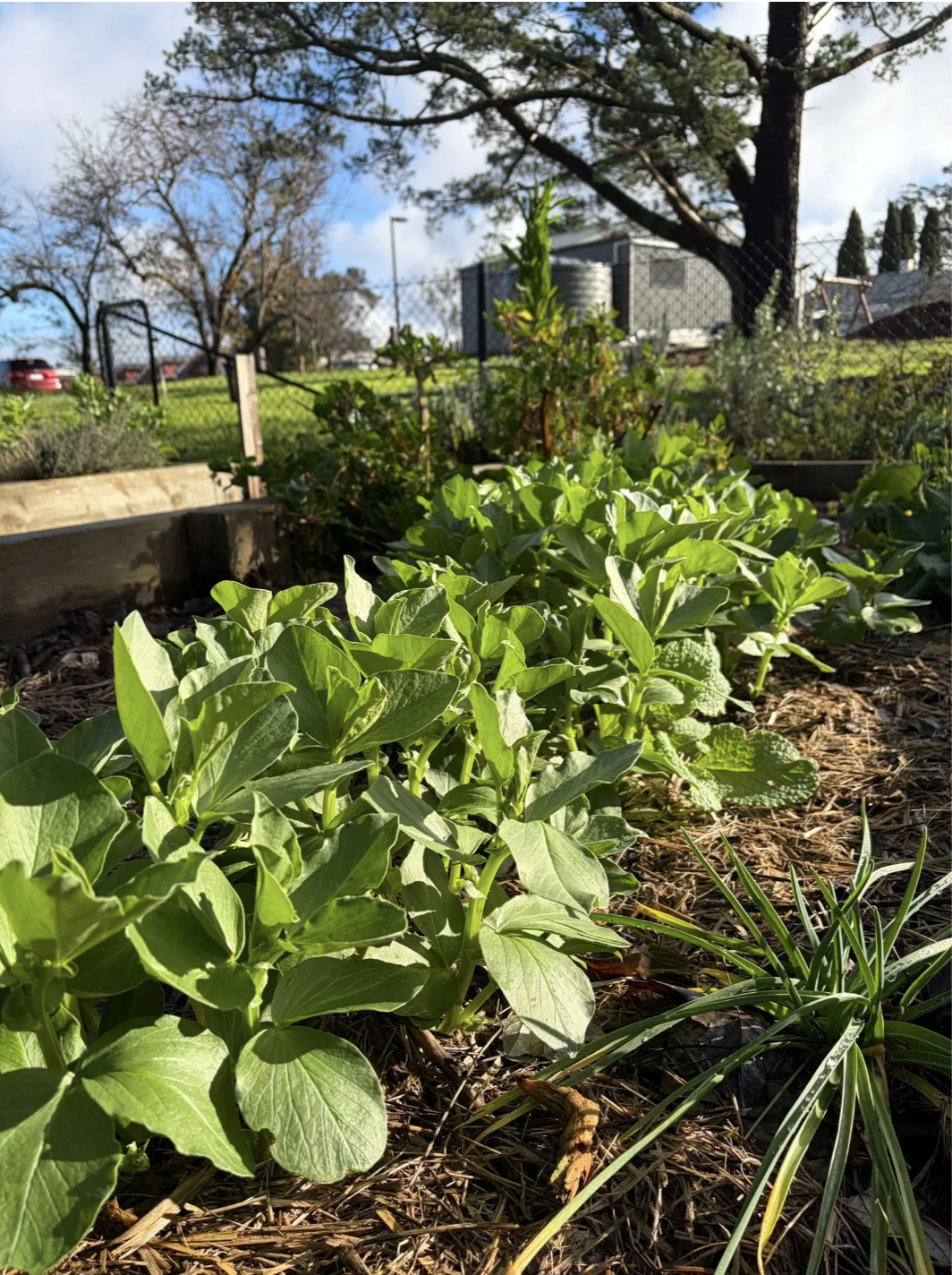 Garden Update — August