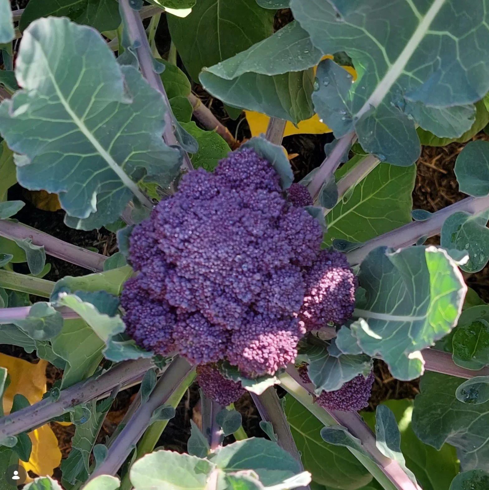 wise Urban Farm Tour 