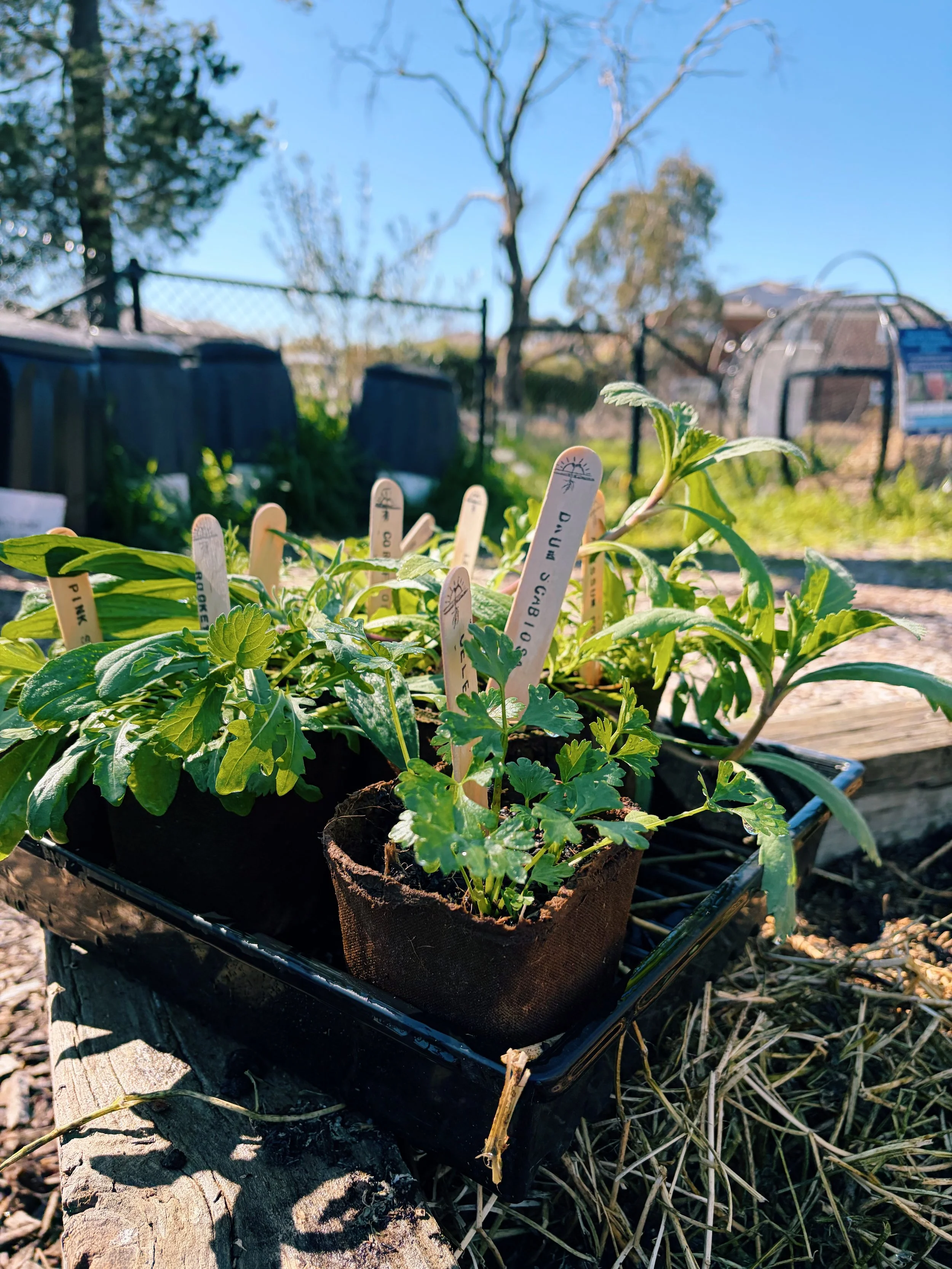 Garden Update — October