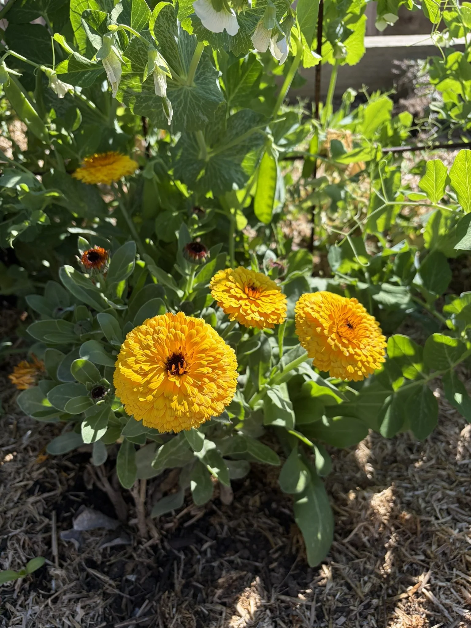 IMG_5819.JPEG