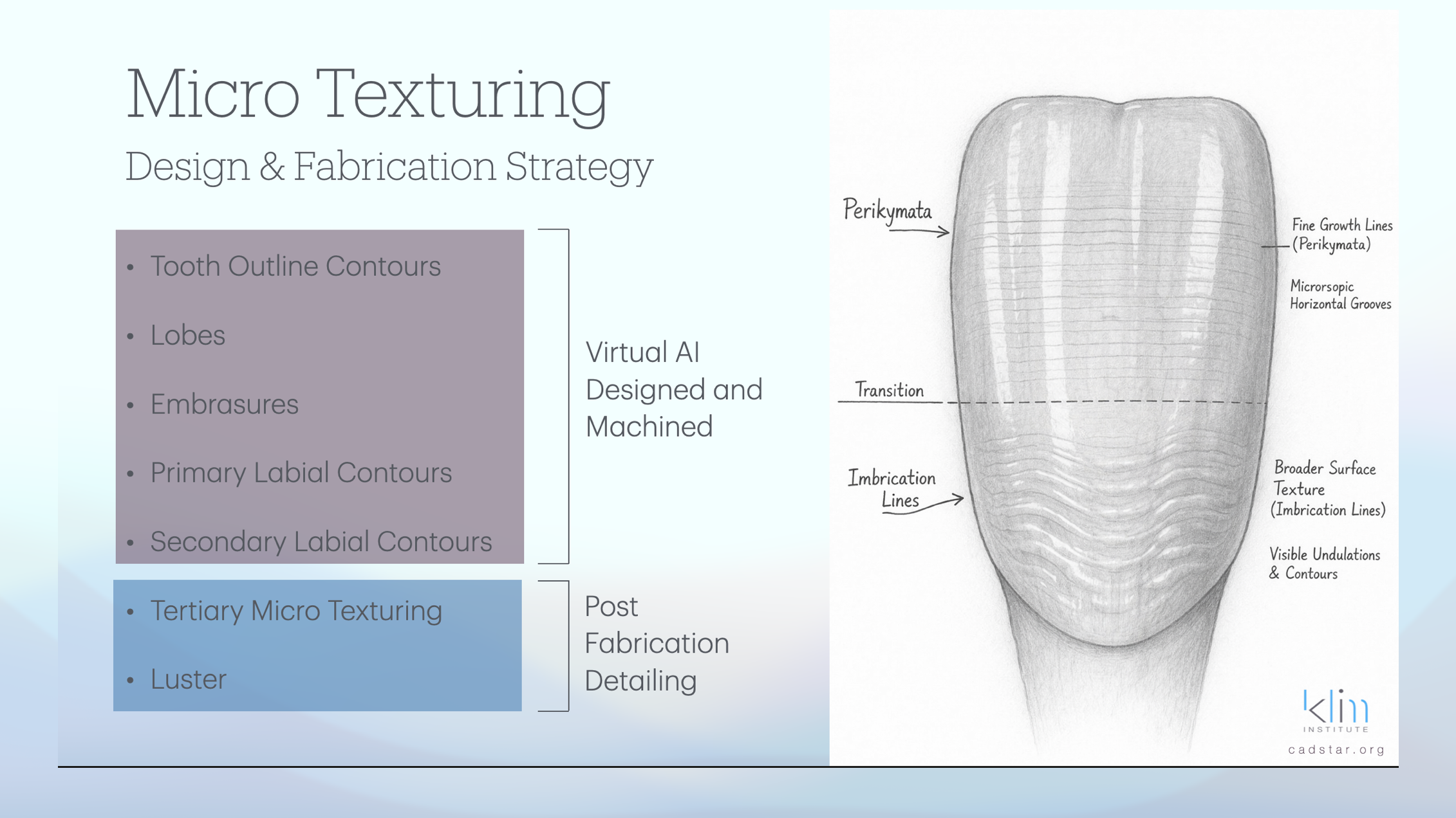 The Origin of Perikymata and Imbrication Lines