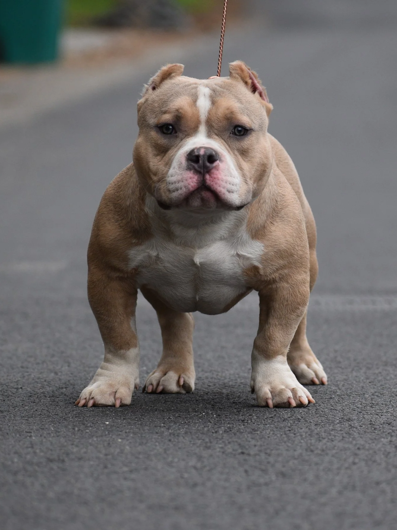 Lilac City Bullies NACHO