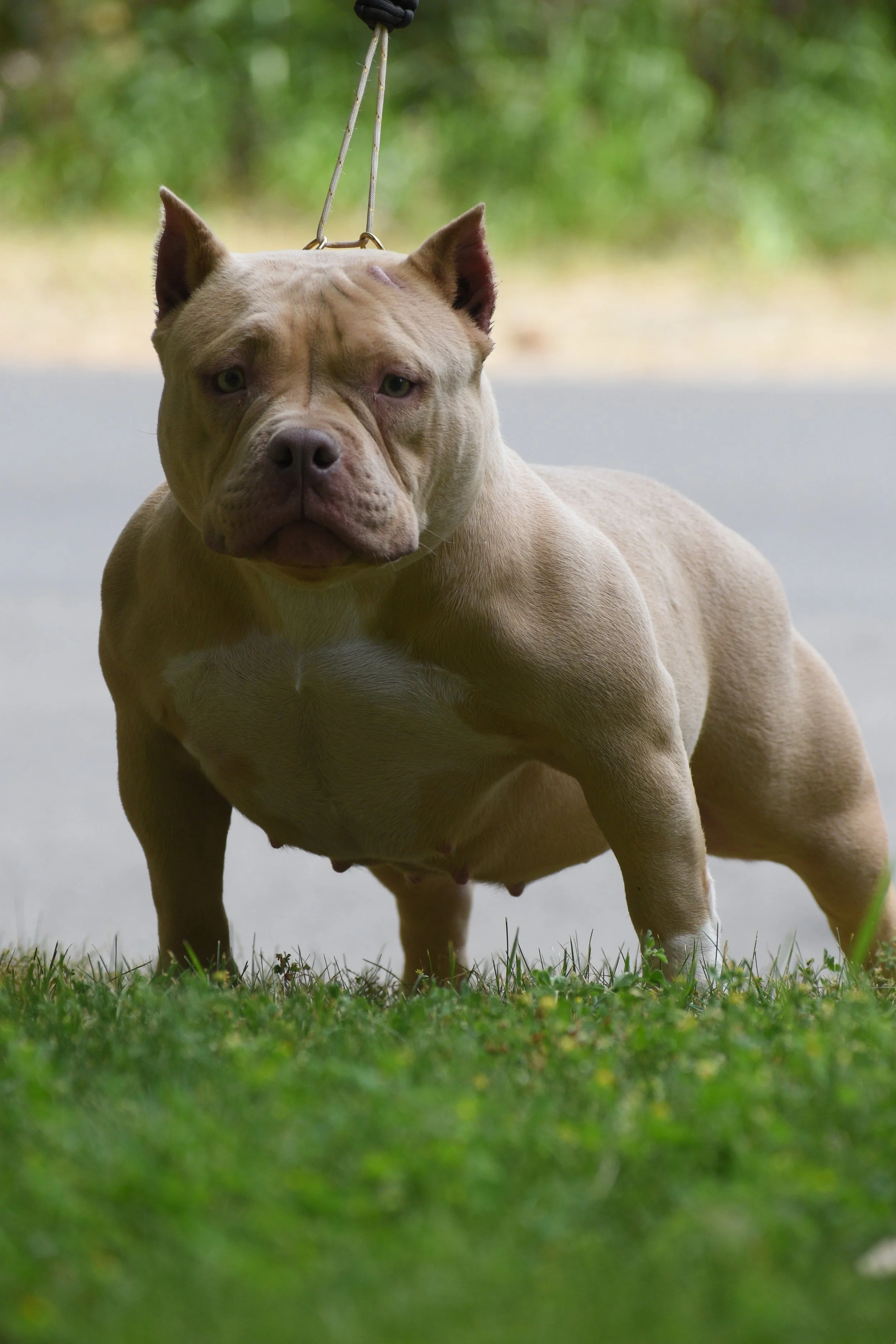A muscular dog with a tan coat and blue eyes, standing outdoors on a paved surface, attached to a leash, with trees and a blurred background.