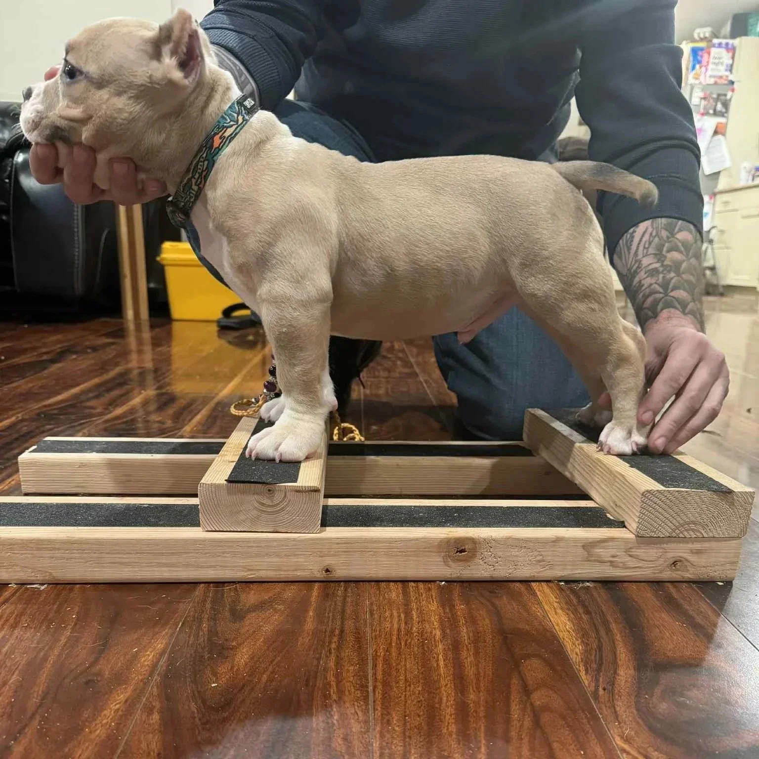 Lilac City Bullies NACHO