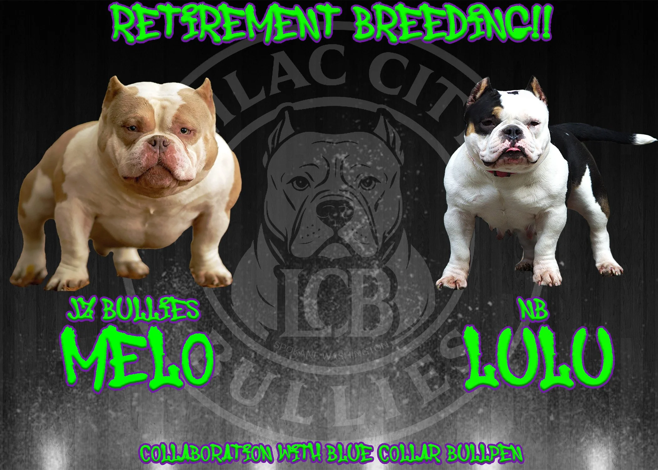 Promotional graphic featuring two micro bullies, a lilac and white one named Cassius from Fam squad Kennels on the left and a black and white one named Lulu