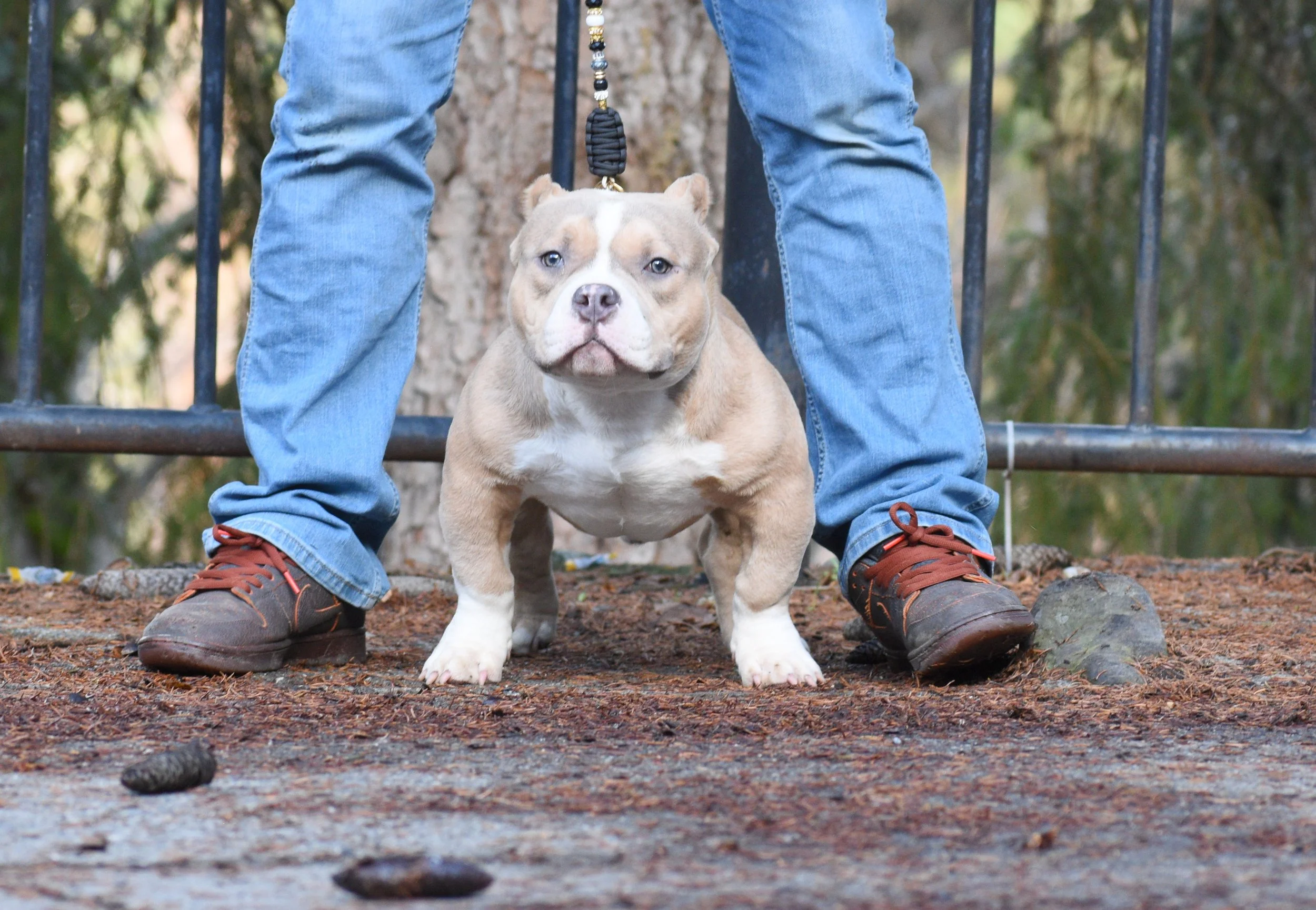 Lilac City Bullies NACHO