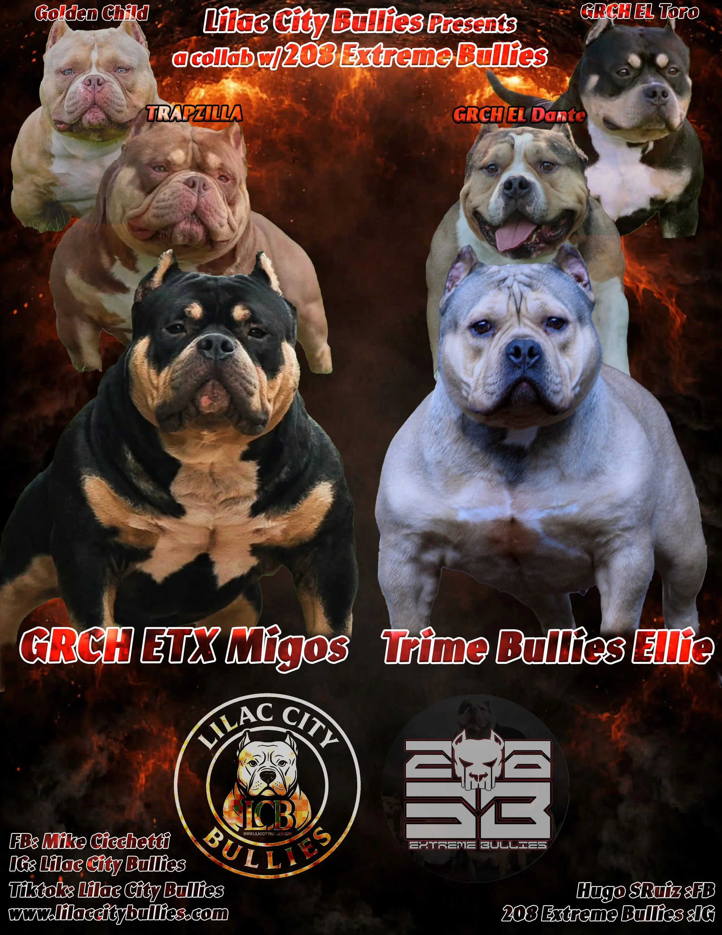 A promotional poster for Lilac City Bullies featuring images of several muscular pocket bullies with various coat colors and facial expressions. Logos and social media handles of Lilac City Bullies and 208 Extreme Bullies are also displayed.