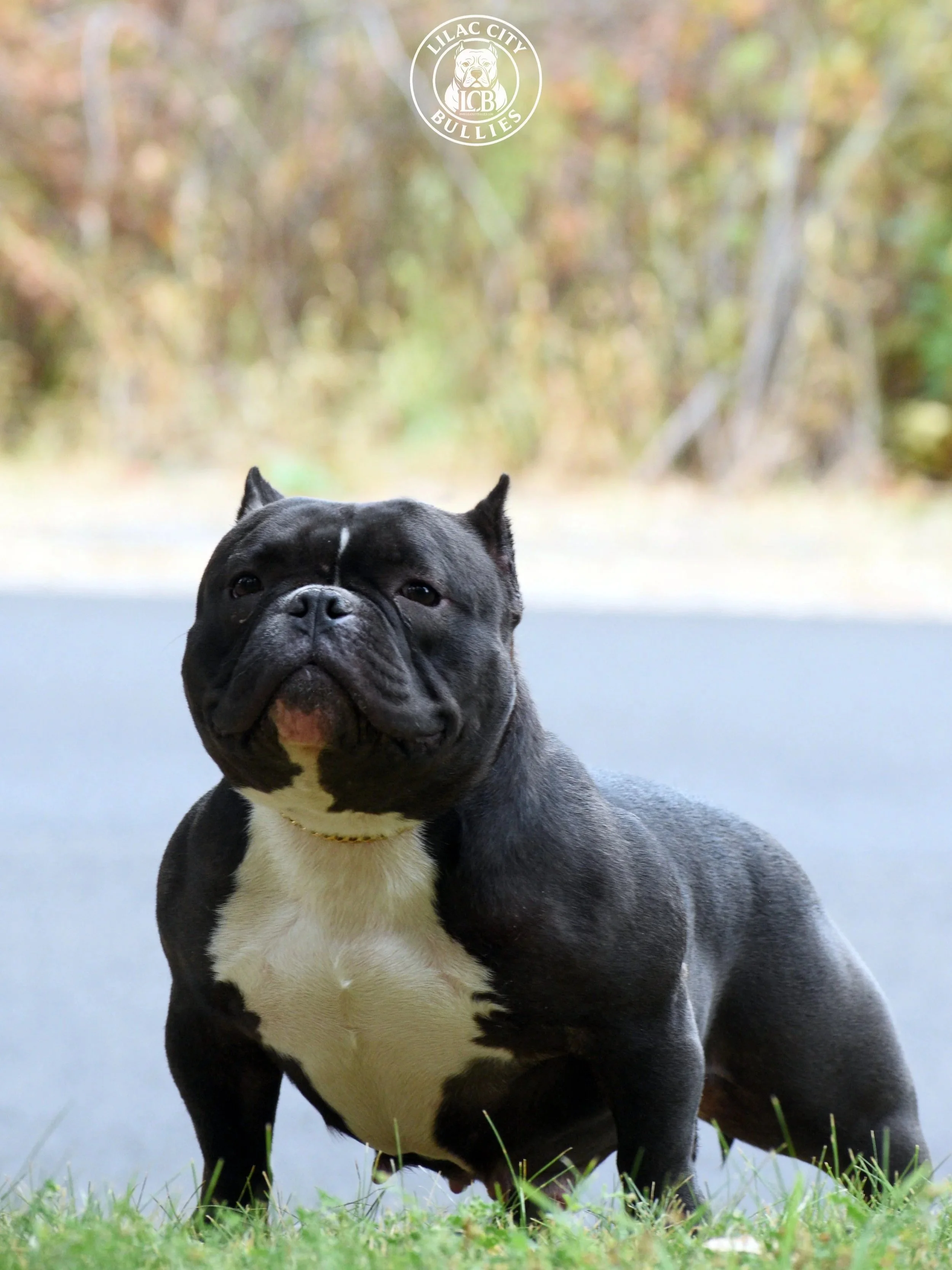 A black and white micro bully standing outdoors on grass with a blurred background of trees and fall foliage, featuring a Lilac City Bullies logo in the top center.