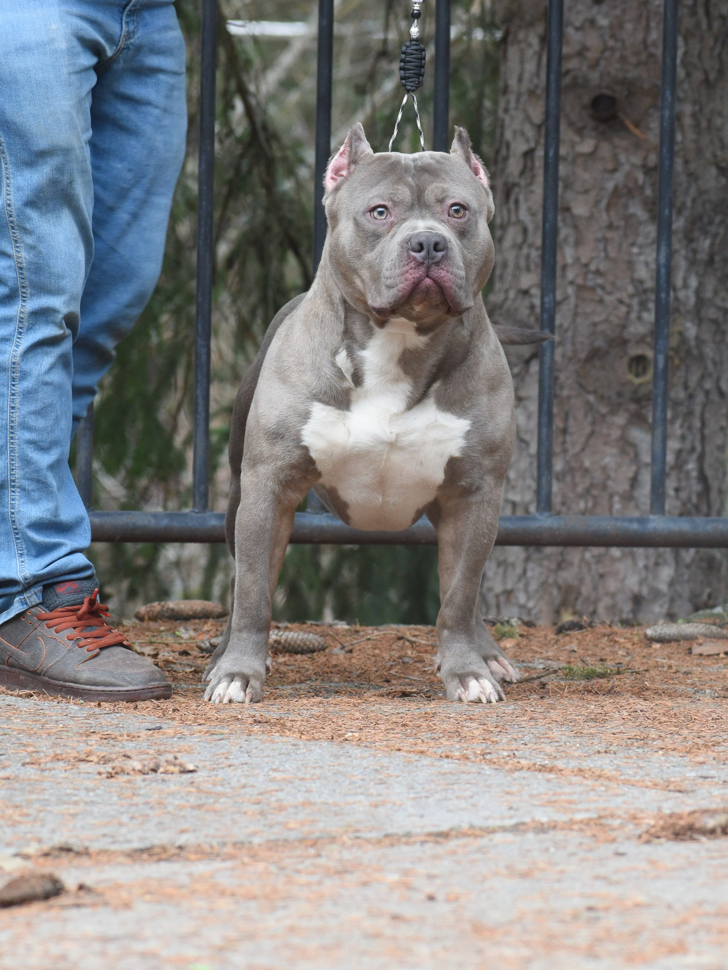 A muscular gray and white dog, standing outdoors on dirt with a person standing nearby. The dog has cropped ears and a serious expression, surrounded by a black metal fence and trees in the background.