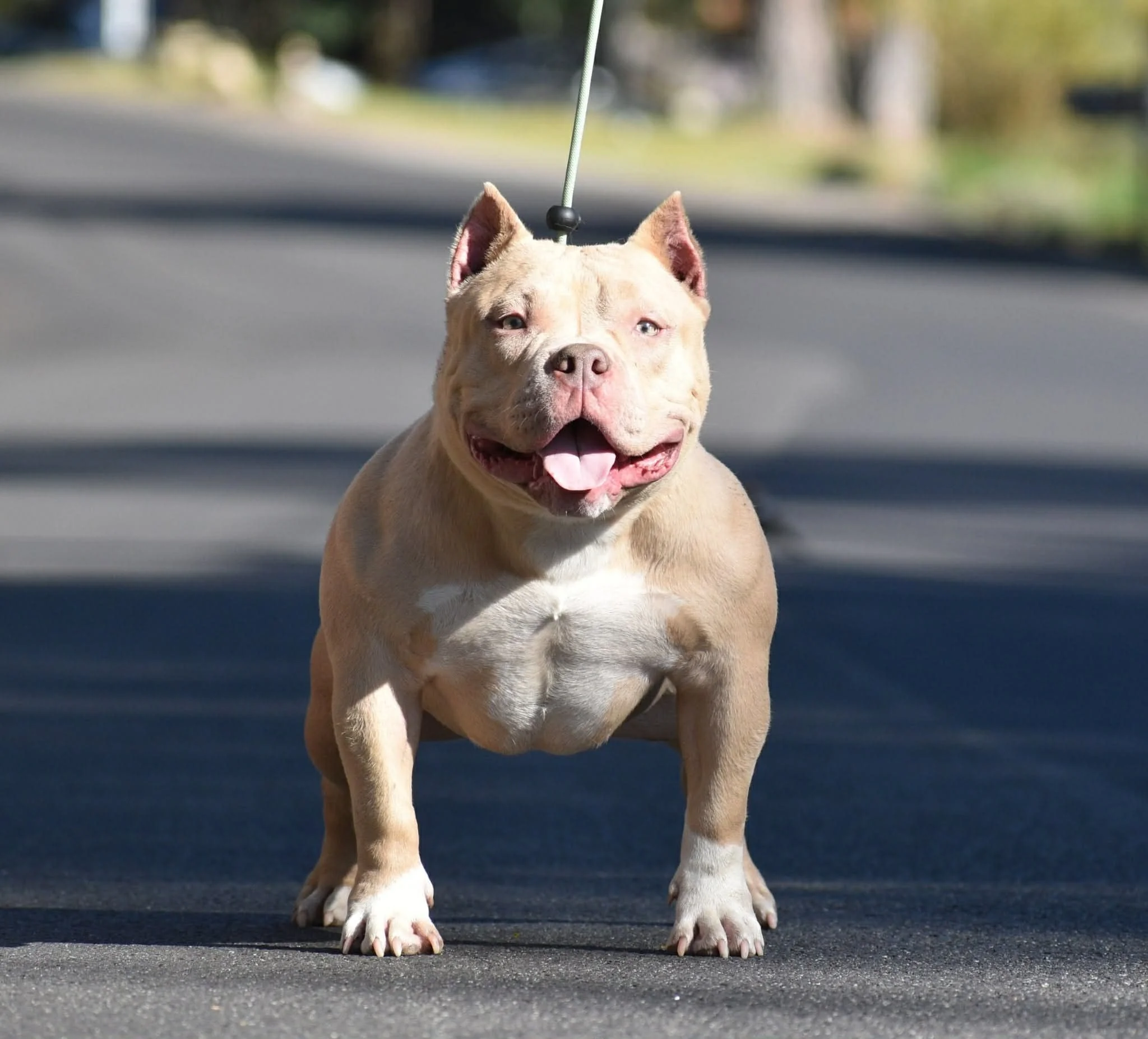 A muscular dog with a tan coat and blue eyes, standing outdoors on a paved surface, attached to a leash, with trees and a blurred background.