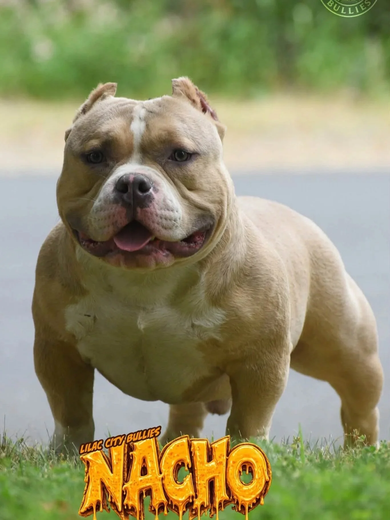 Lilac City Bullies NACHO