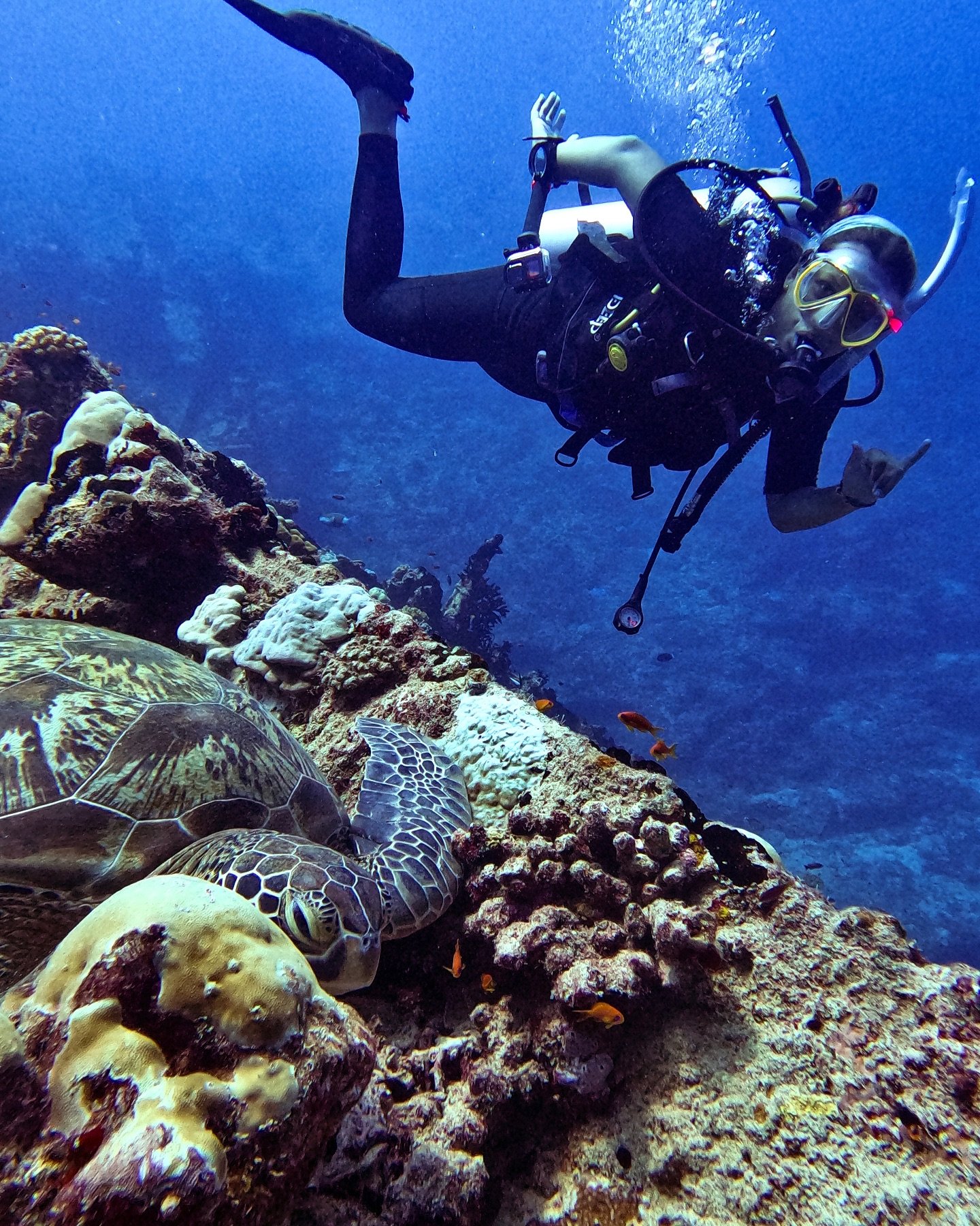 Visiting the resident green turtle at The Shipyard was the perfect end to @gabrogers Advanced Open Water Course! 🐢

Congratulations Gabby on becoming an PADI Advanced Open Water Diver!

#Lhaviyani #maldives #coralreef #padiadvancedopenwater #paditra