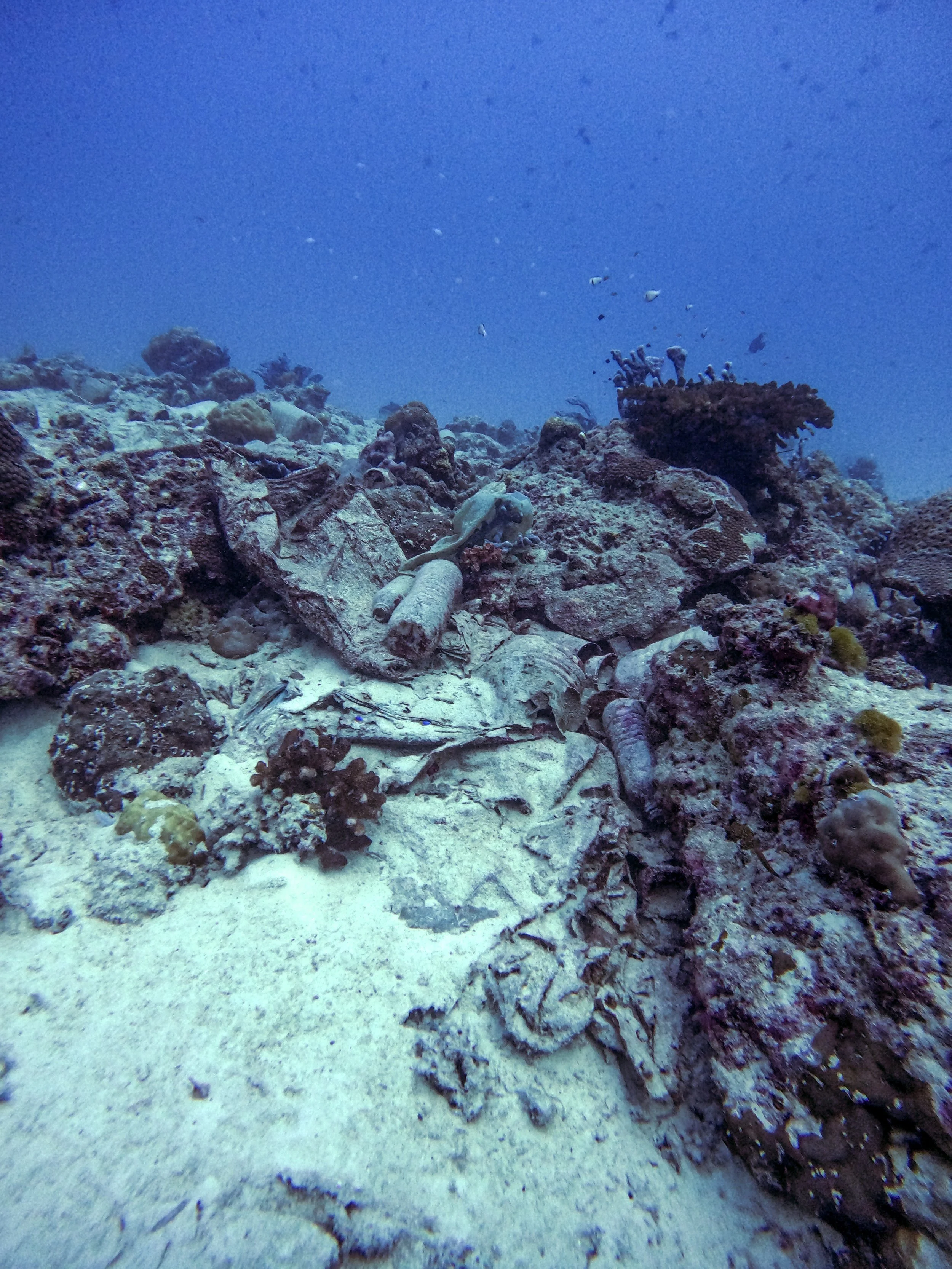 AQUA Dive Clean Up Dive.jpeg