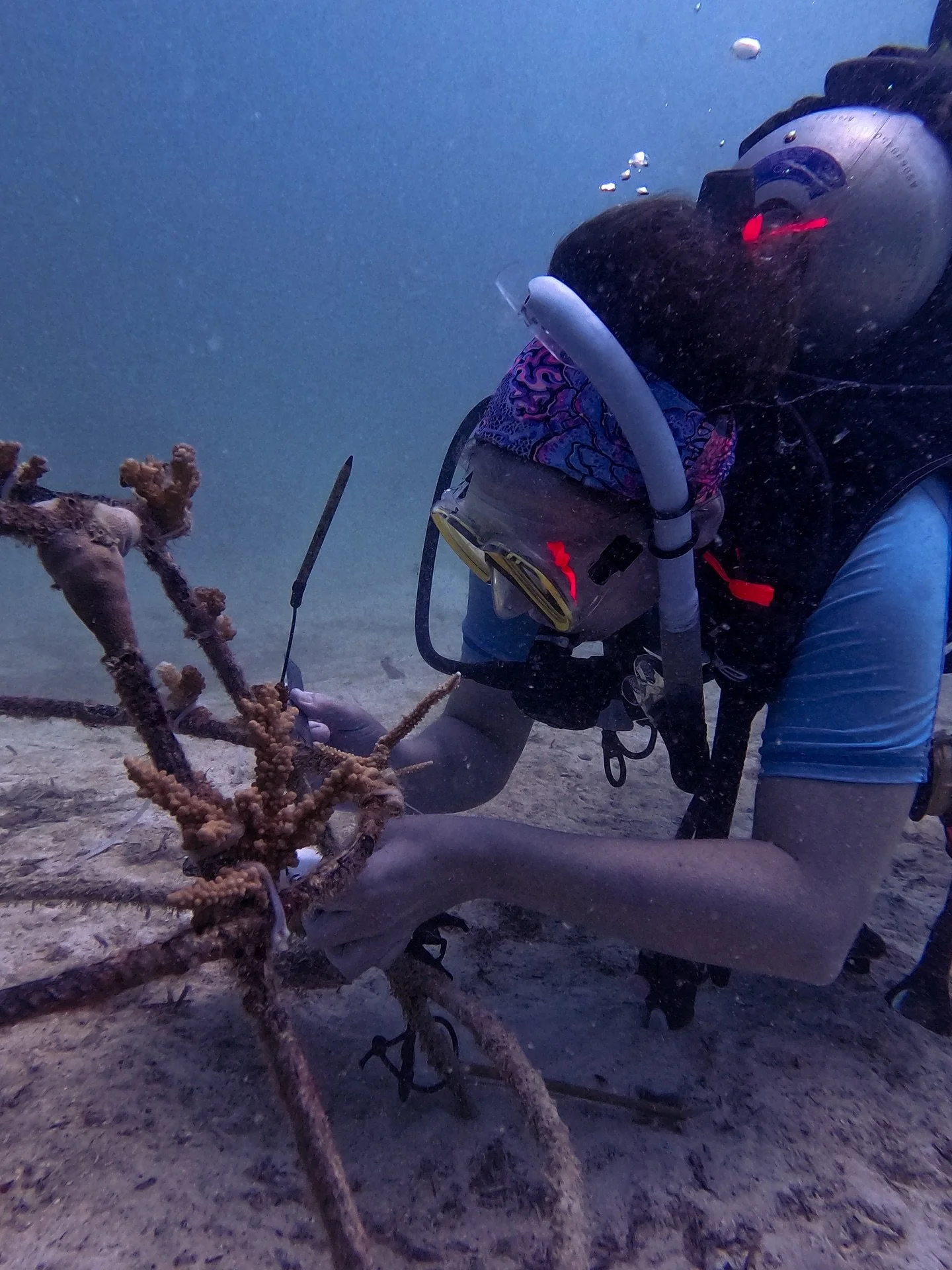 Congratulations to our newest Reef Guru @schofield1678 🪸🎉 

Laura did amazingly on her @reefguru Restoration Diver Course and we are excited to keep working on our coral restoration site with her over the next weeks during her Coral Restoration Vol