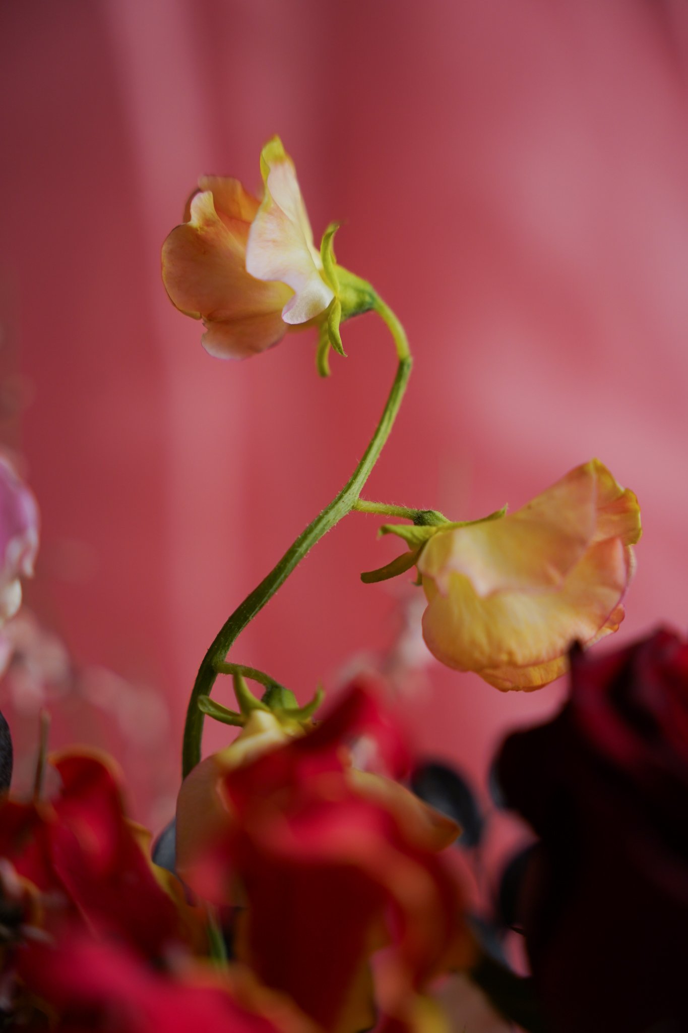 spark in a vase_closeup-3.jpg