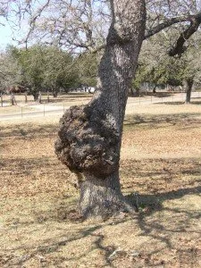 cancer_tree_underground_water-225x300.jpg