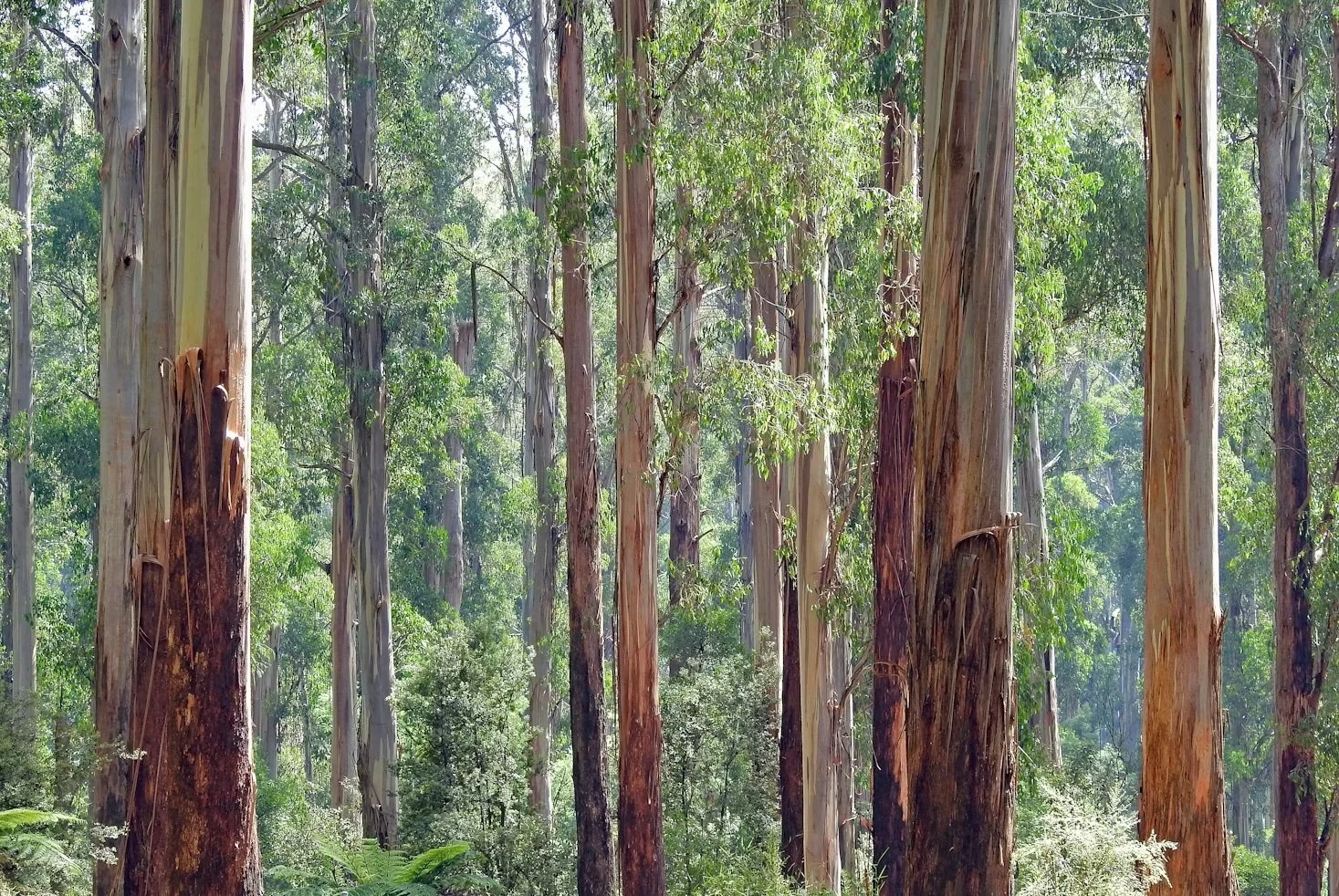 Environmental Protection and Biodiversity Conservation Act 1999&nbsp;(Cth) Amendments - Some Key Changes