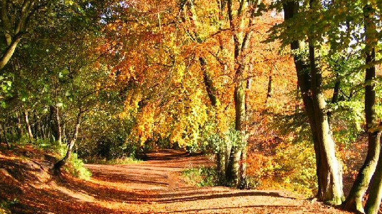 Delamere Forest Camping & Caravanning Club Site
