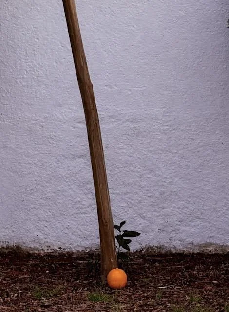 Direita brutamontes, Esquerda reactiva e falta de imaginação política 