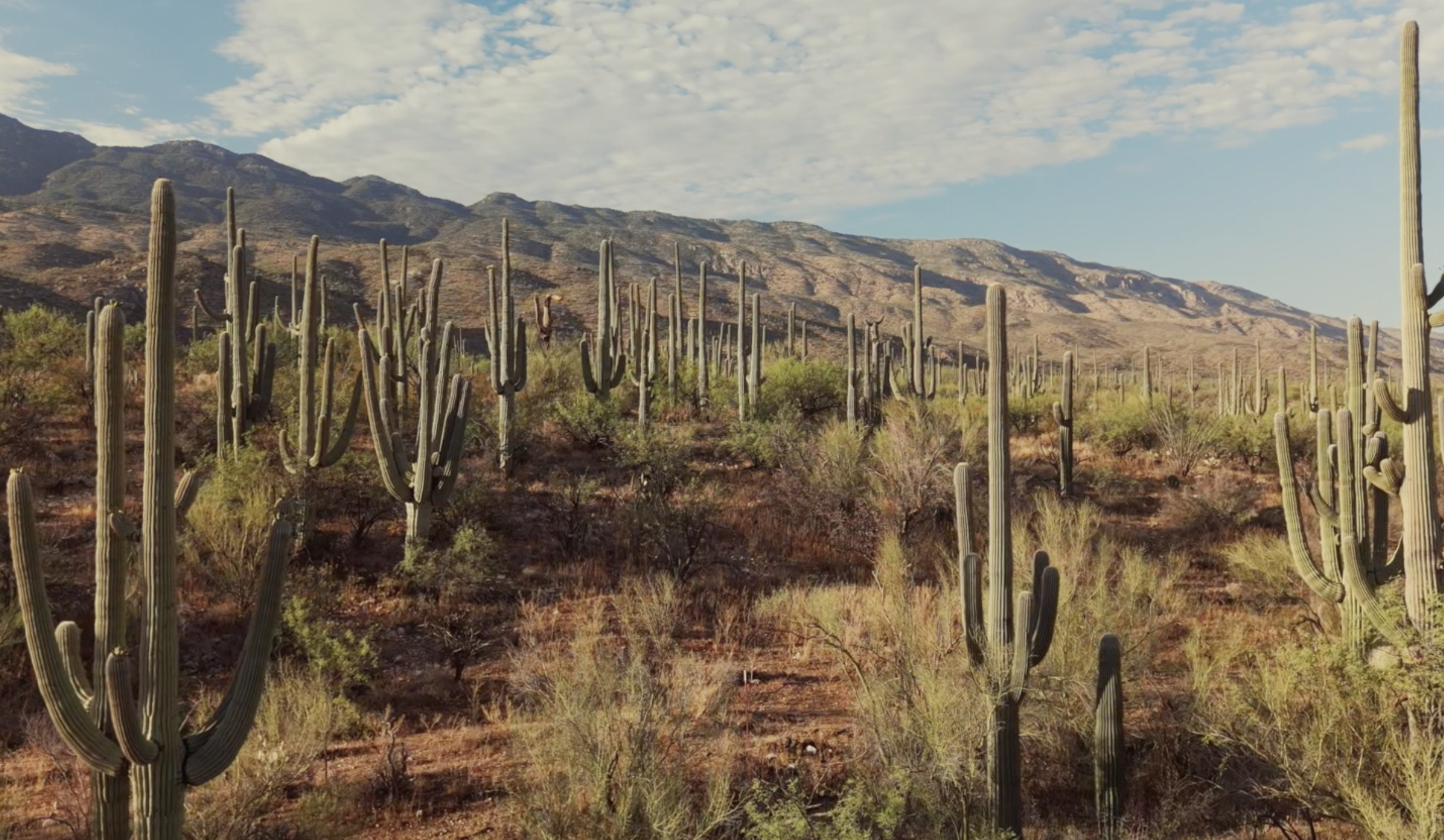 Saguaro National Park: A Study of Light and Silence | National Parks of the American West Volume Two