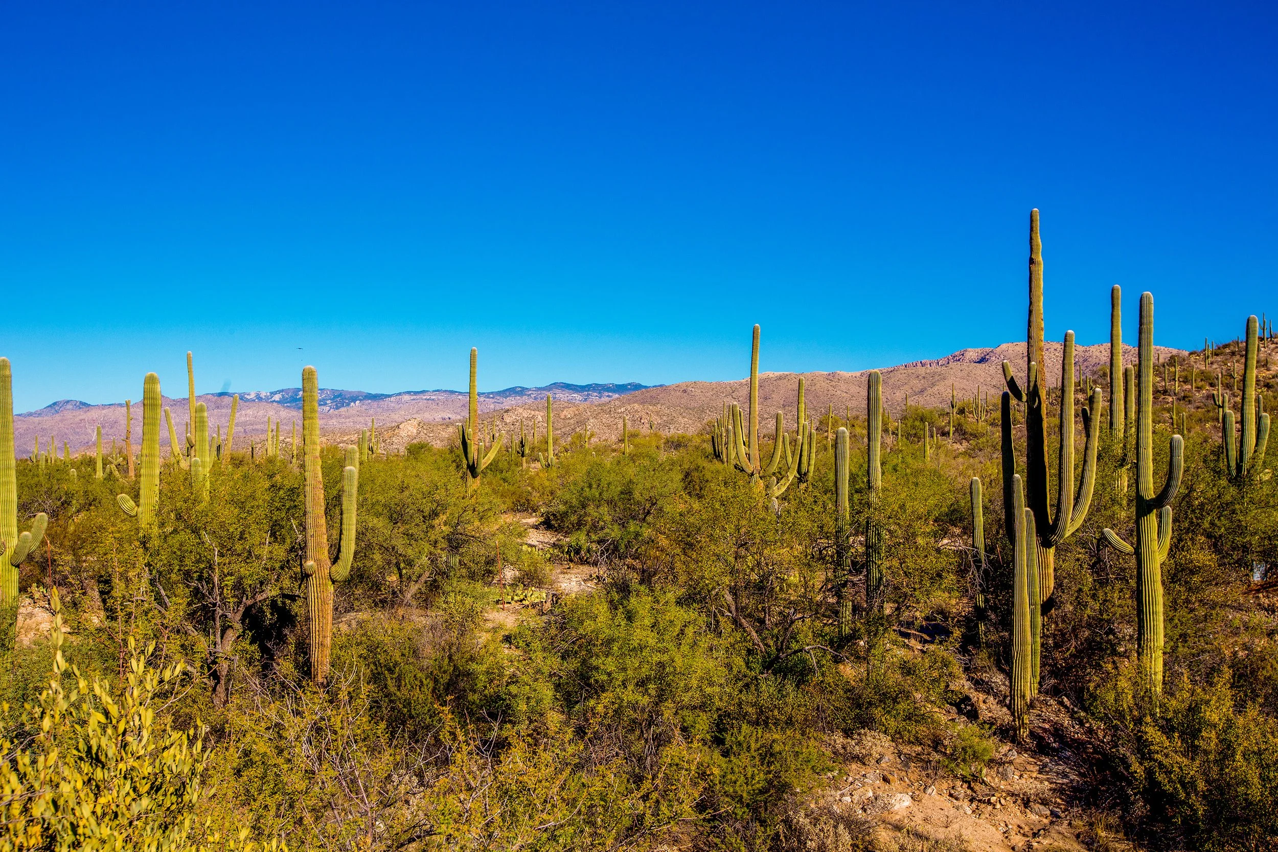 Saguaro-6.jpg