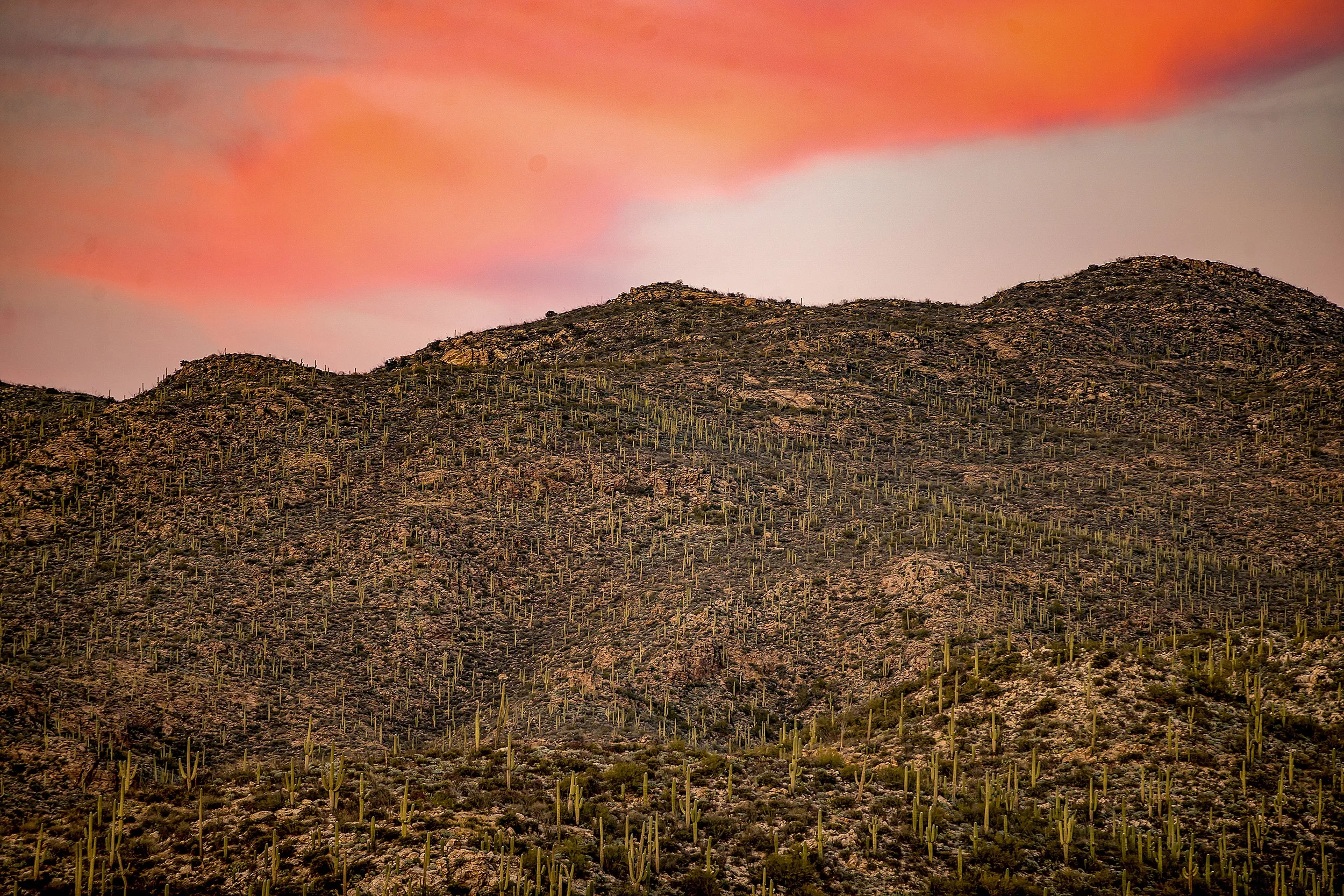 Saguaro-99.jpg