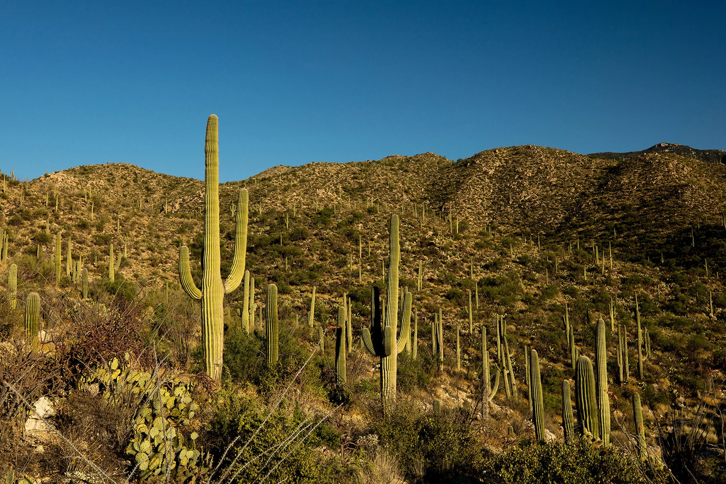 Saguaro-79.jpg