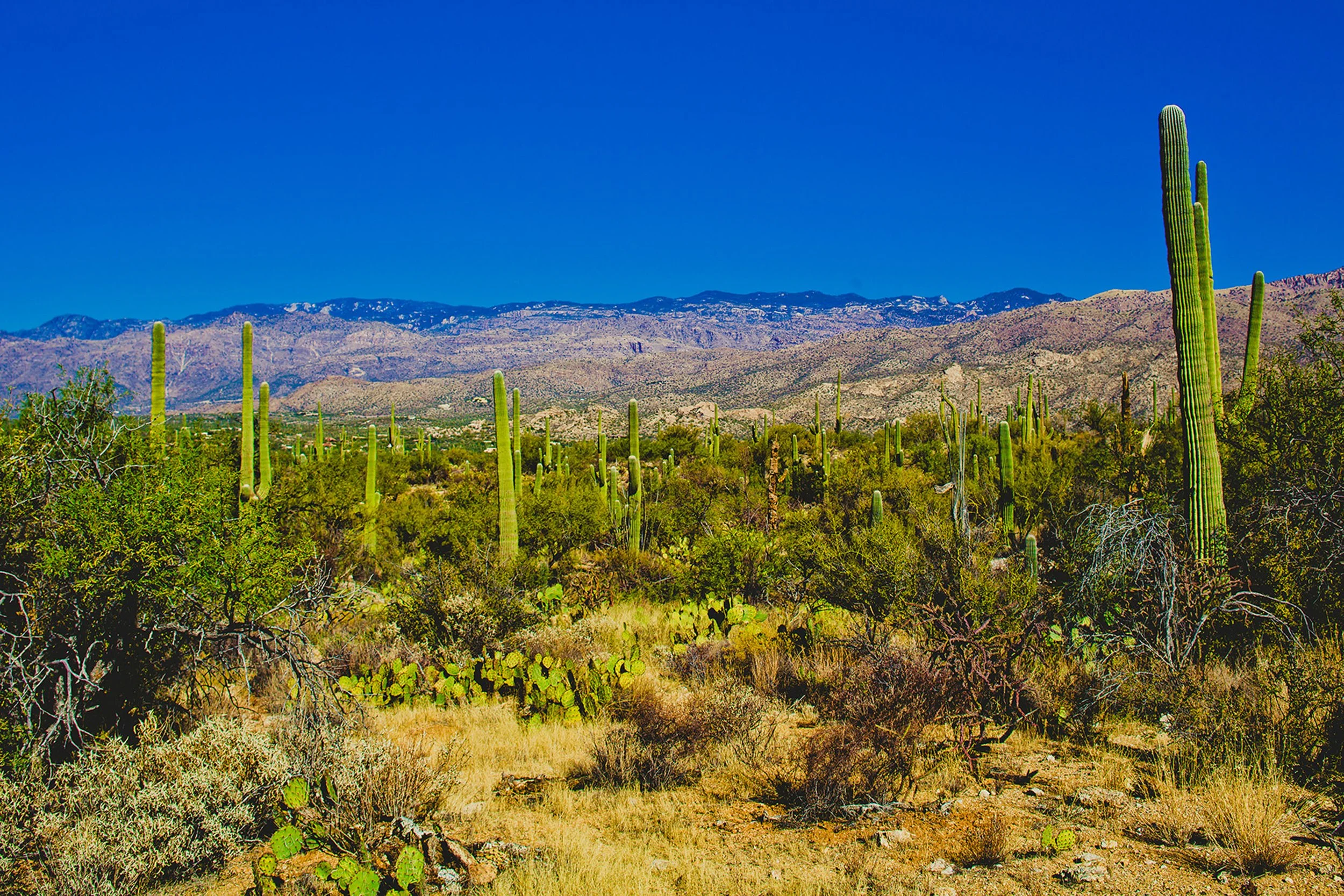 Saguaro-10.jpg