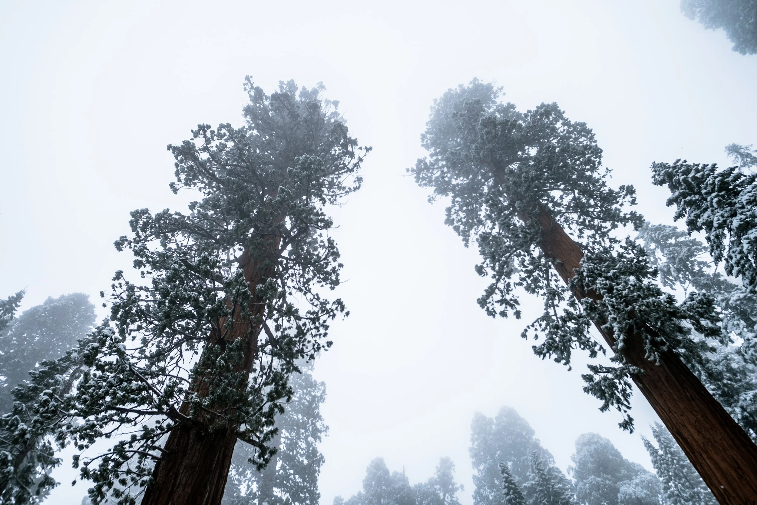 Sequioa-97.jpg
