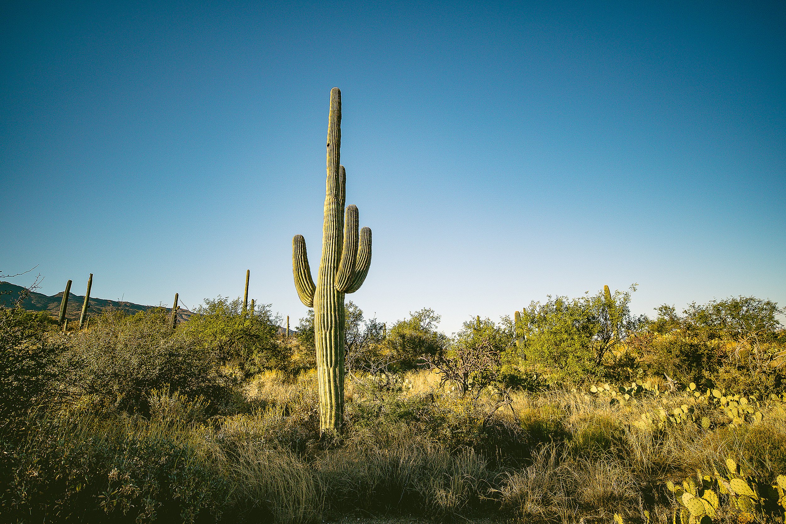 Saguaro-75.jpg