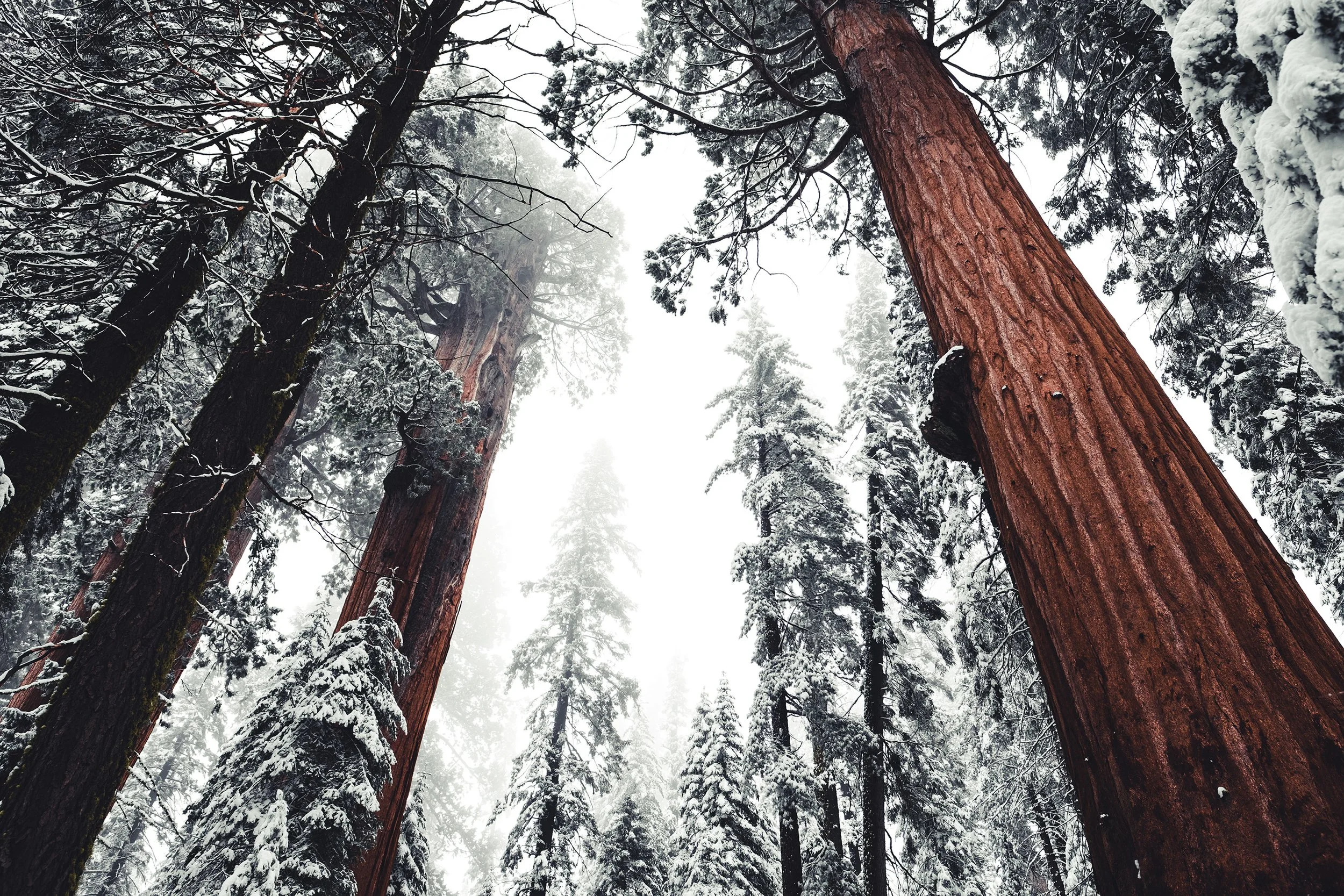 SEQUOIA