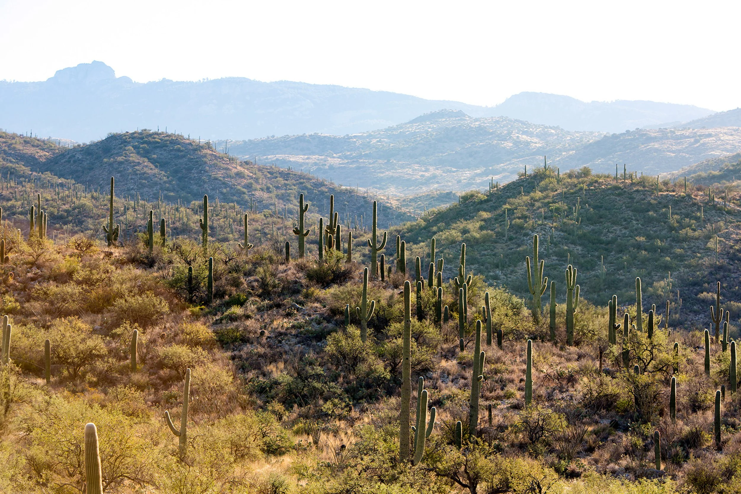 Saguaro-35.jpg