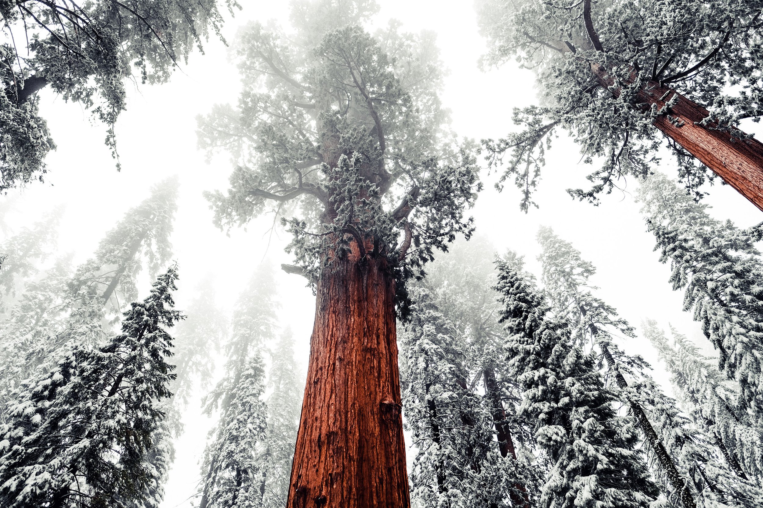 Sequioa-162.jpg