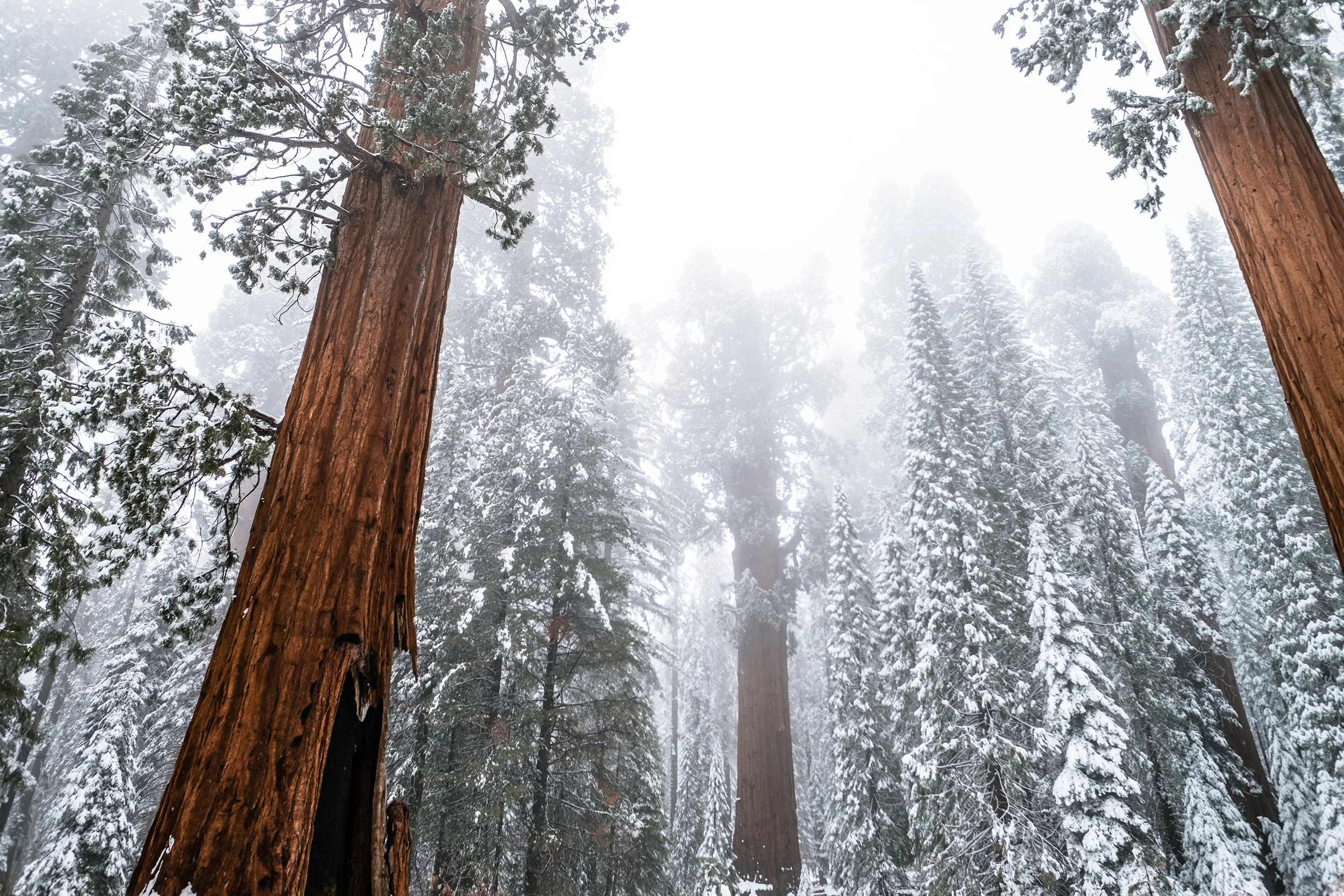 Sequioa-99.jpg