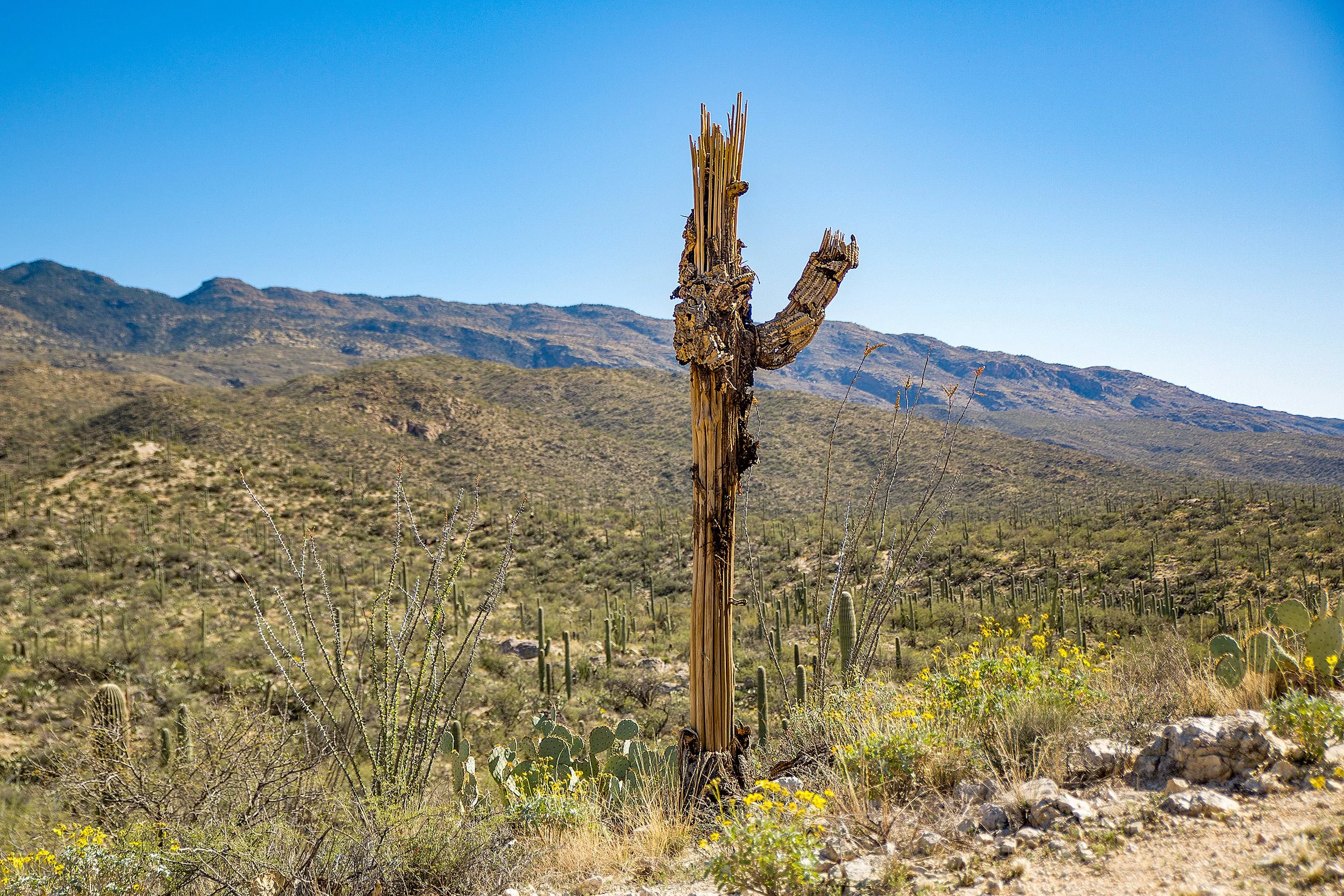Saguaro-57.jpg