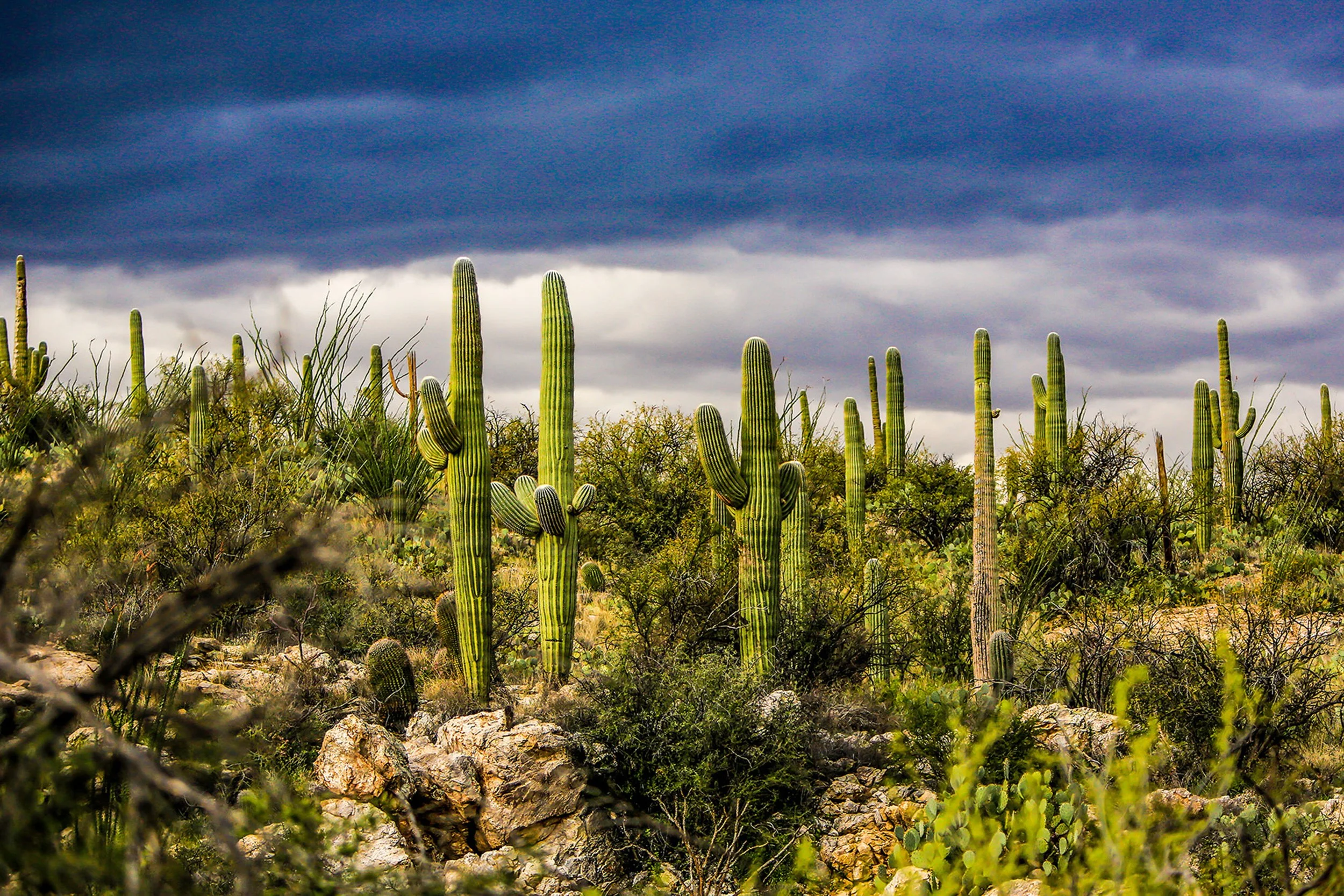 Saguaro-63.jpg