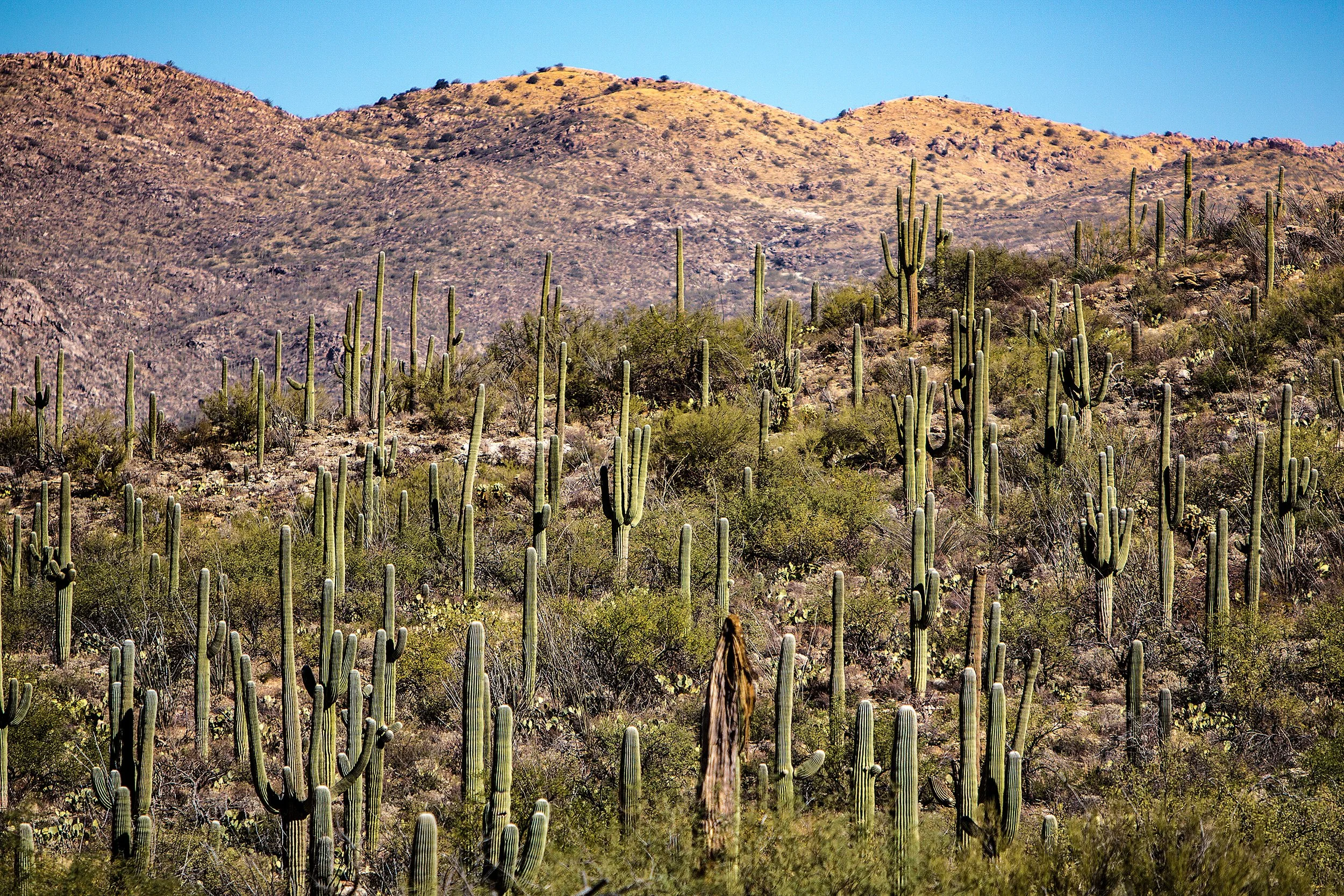 Saguaro-16.jpg