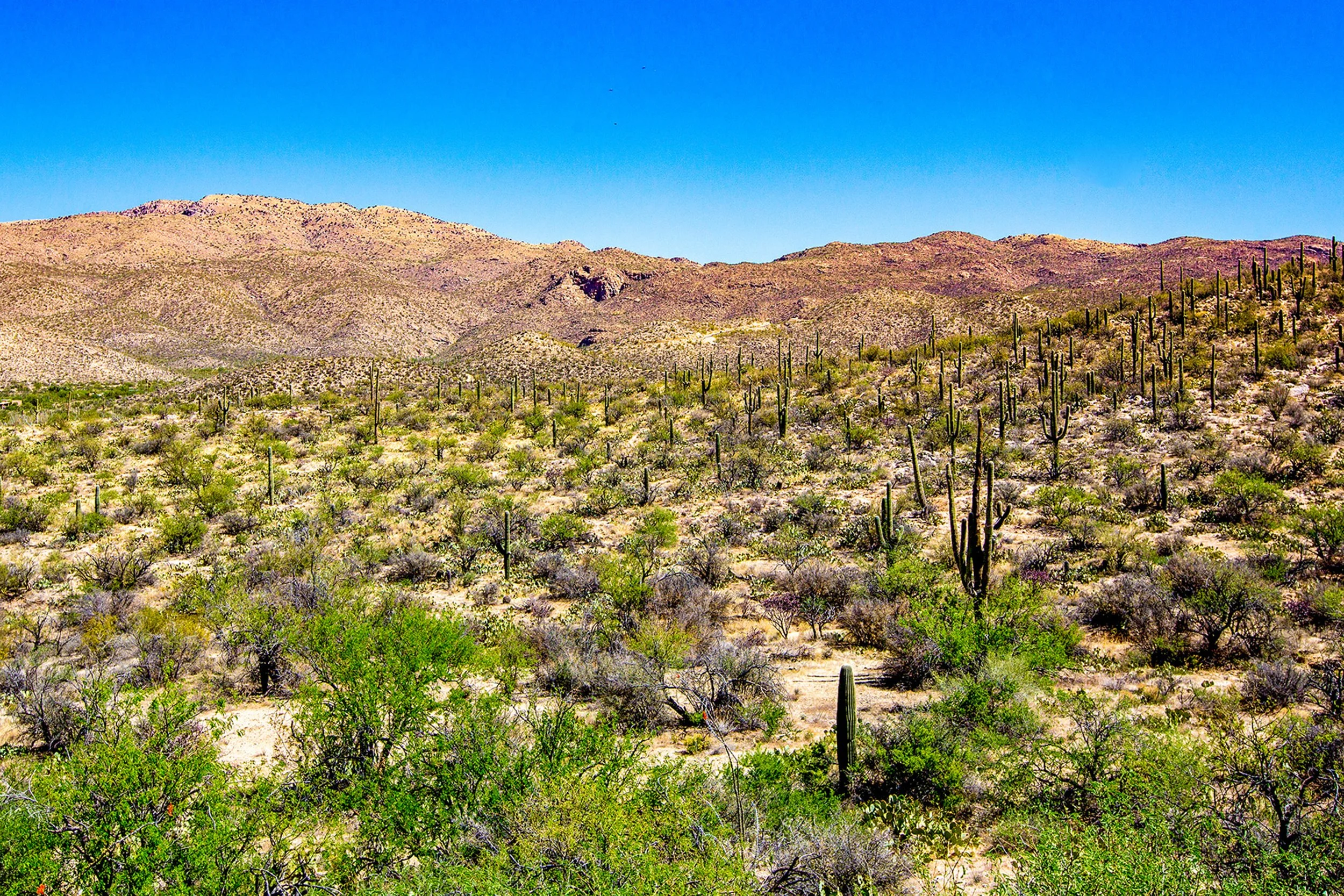 Saguaro-41.jpg
