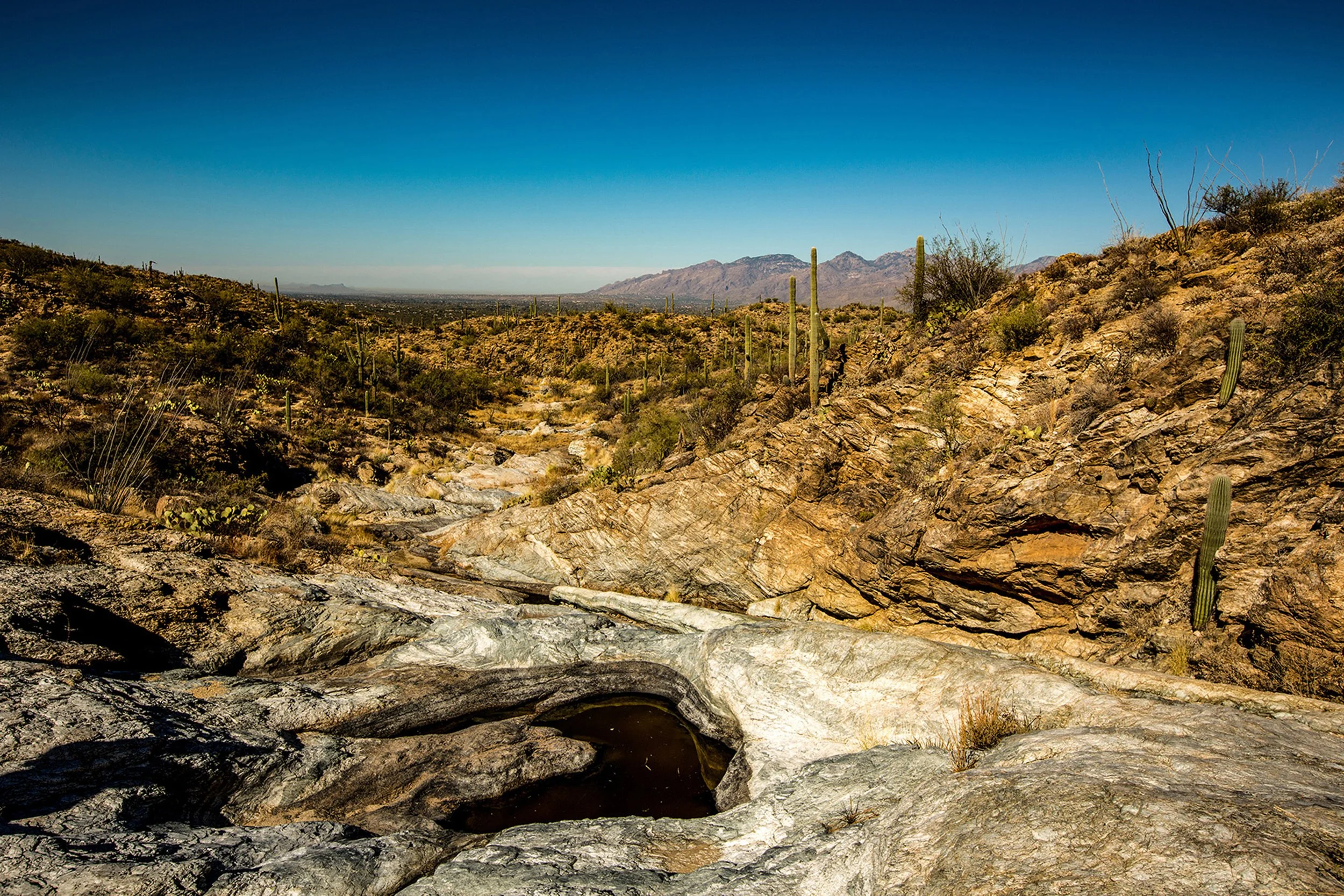 Saguaro-14.jpg