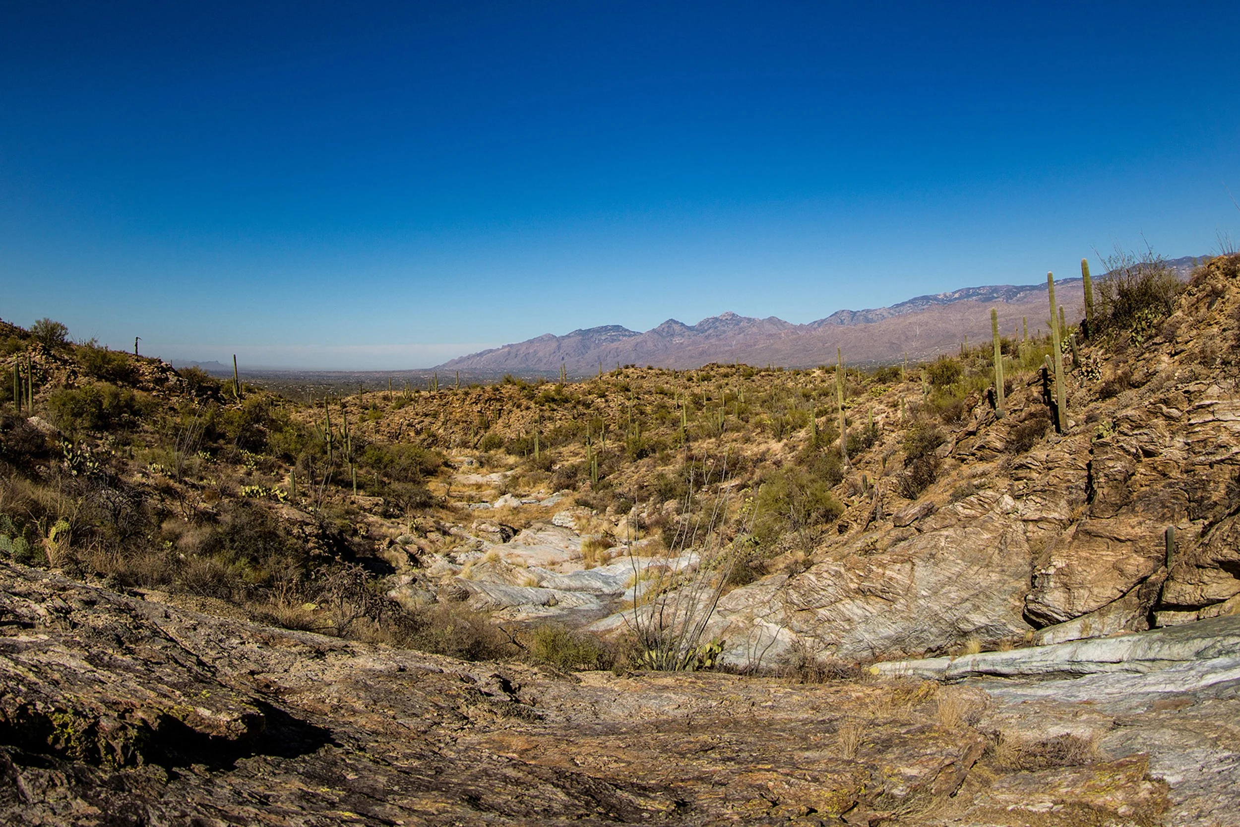 Saguaro-13.jpg