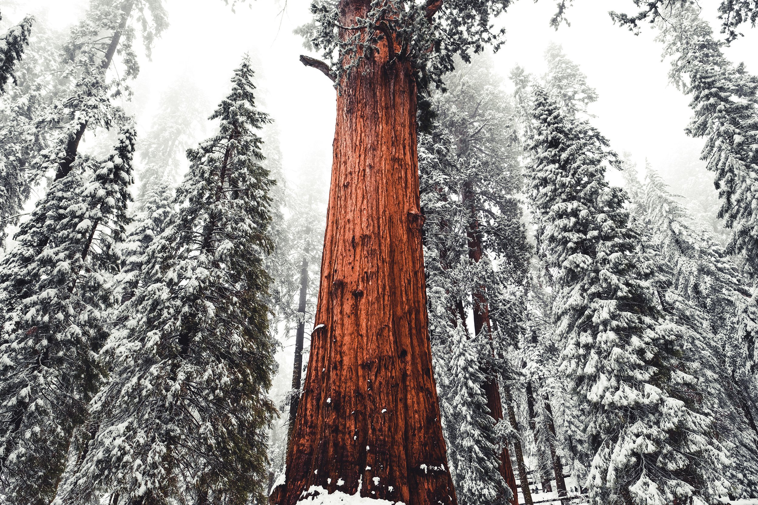 Sequioa-159.jpg