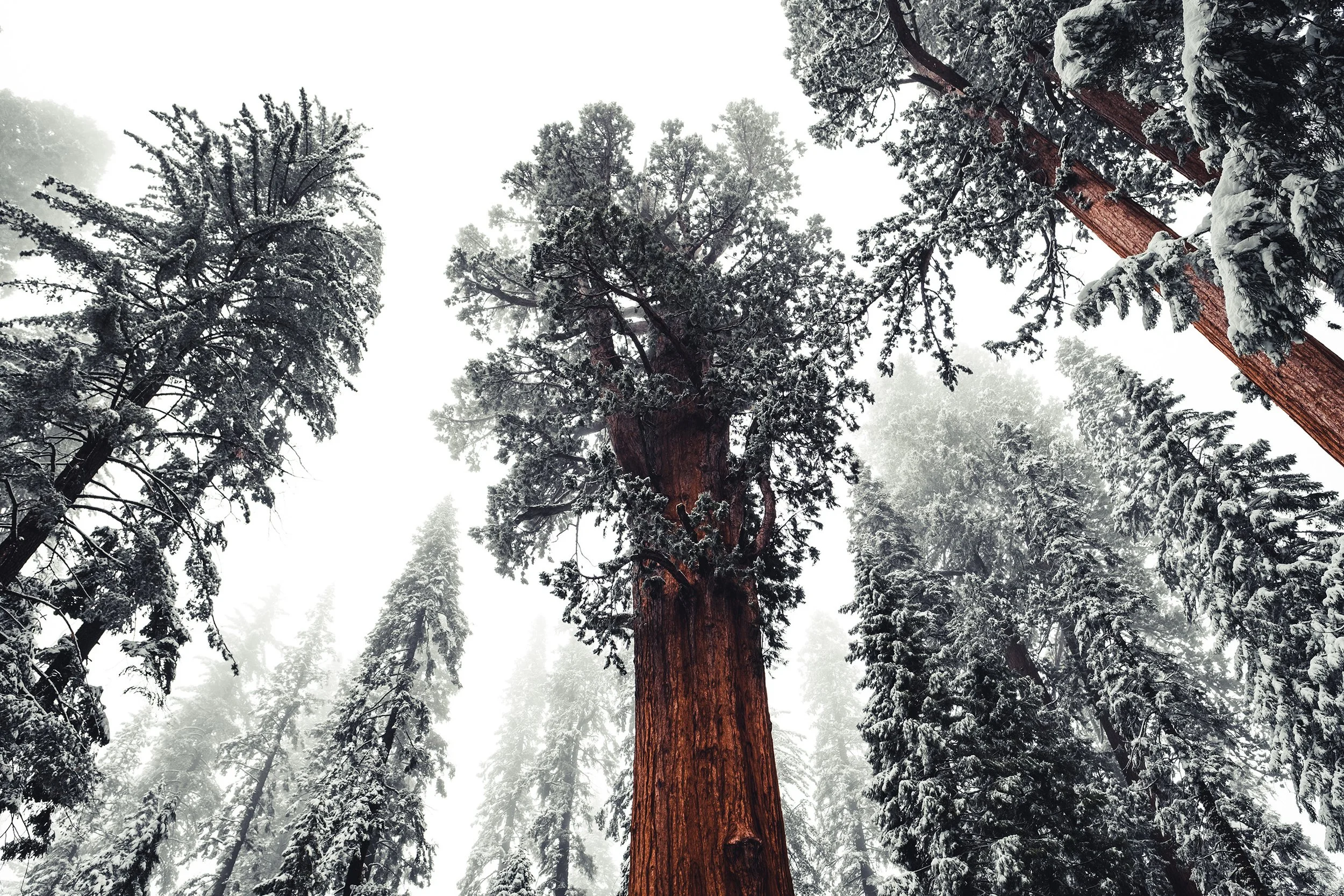 Sequioa-154.jpg