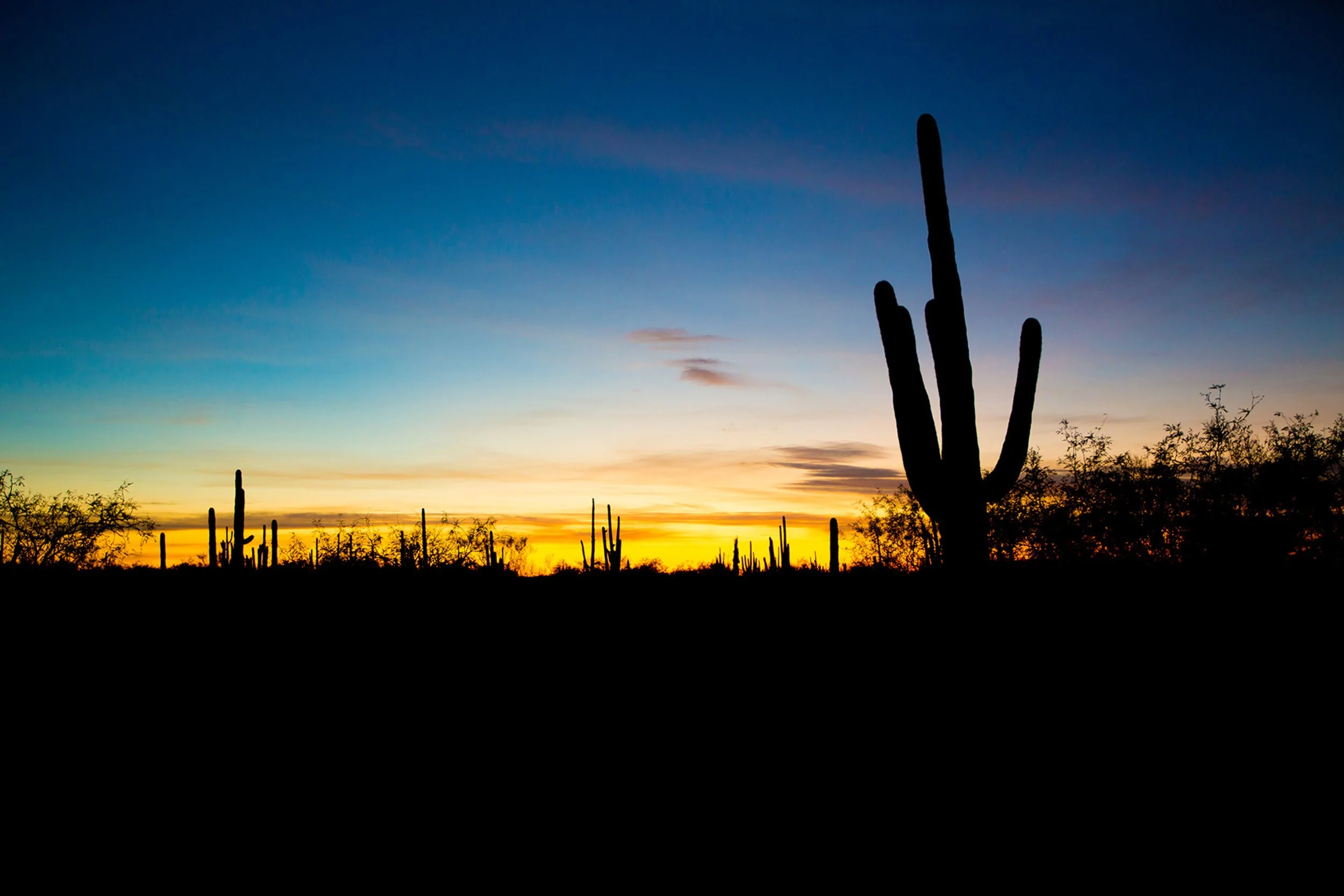 Saguaro-34.jpg