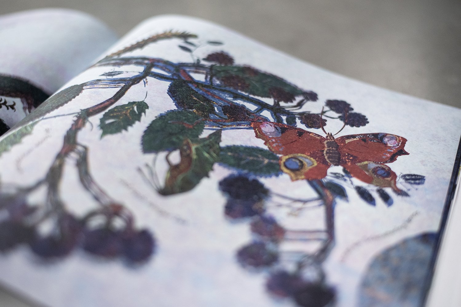 Isabel Roos, Atelier Botanimalia