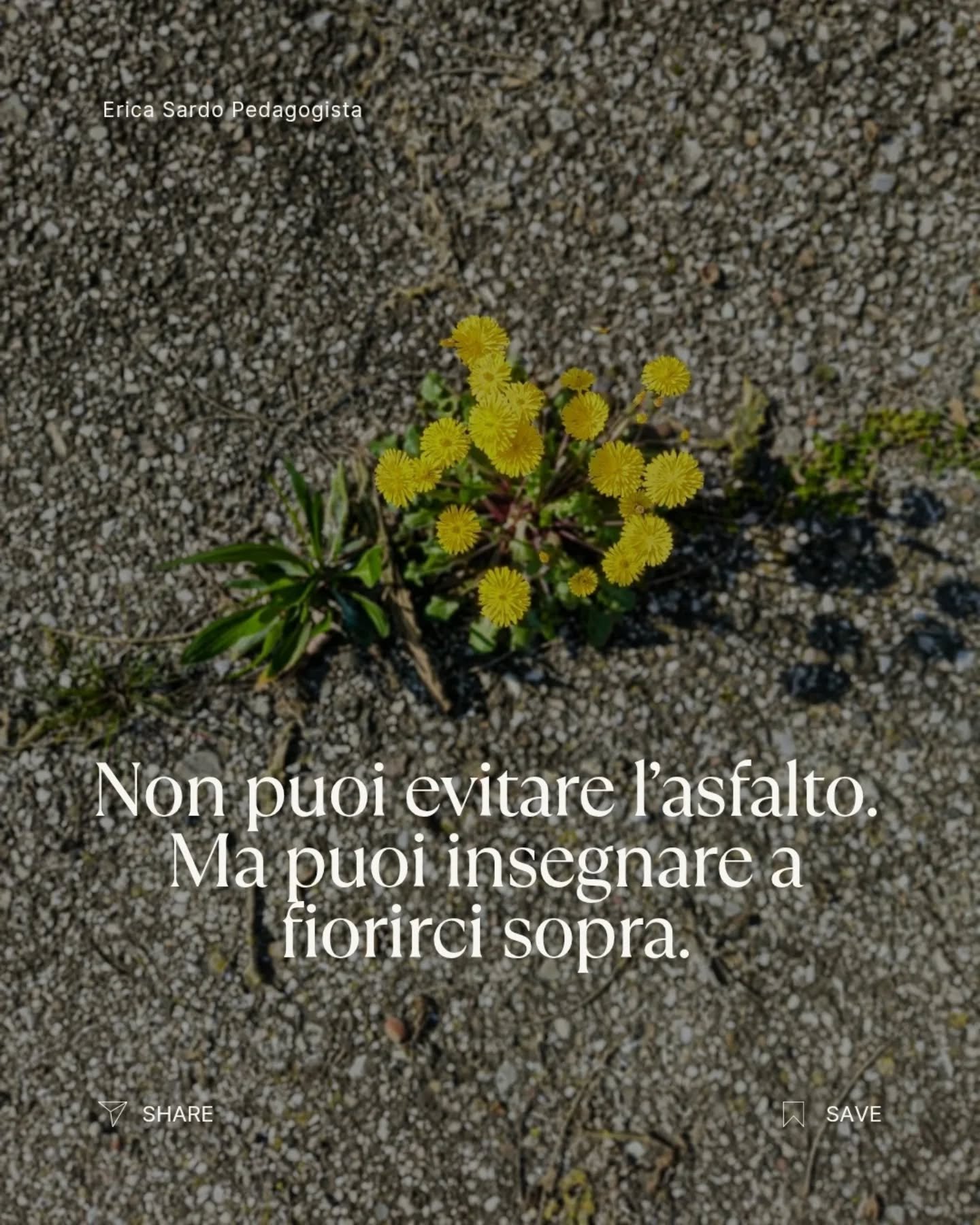 Crescita personale ed educativa: come fiorire anche nelle difficolt&agrave;

Oggi mi sento come un fiore che sboccia tra l&rsquo;asfalto.

Un&rsquo;immagine semplice, ma educativa. Perch&eacute; nella crescita &mdash; dei bambini e degli adulti &mdas