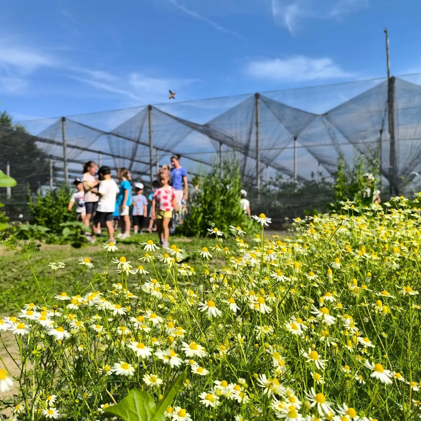 🌼
Ogni pianta, ogni profumo, ogni colore, ogni albero, ogni abitante della fattoria sono diventati racconti e esperienze che hanno preso forma nelle tante giornate nelle quali in Fattoria abbiamo accolto le classi con le loro maestre e i loro maestr